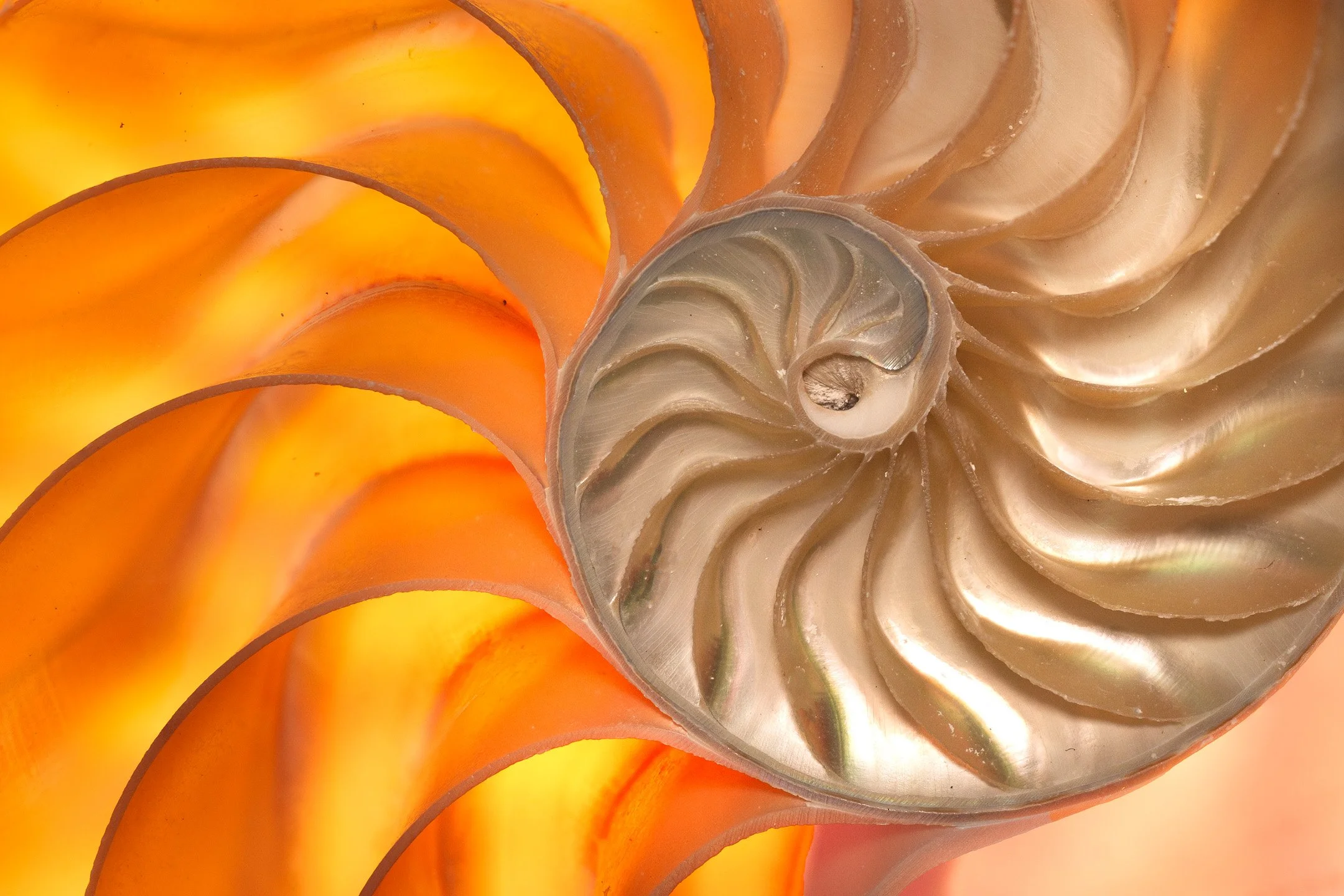 O | Golden Spiral | Jan Lewis | Score: 23