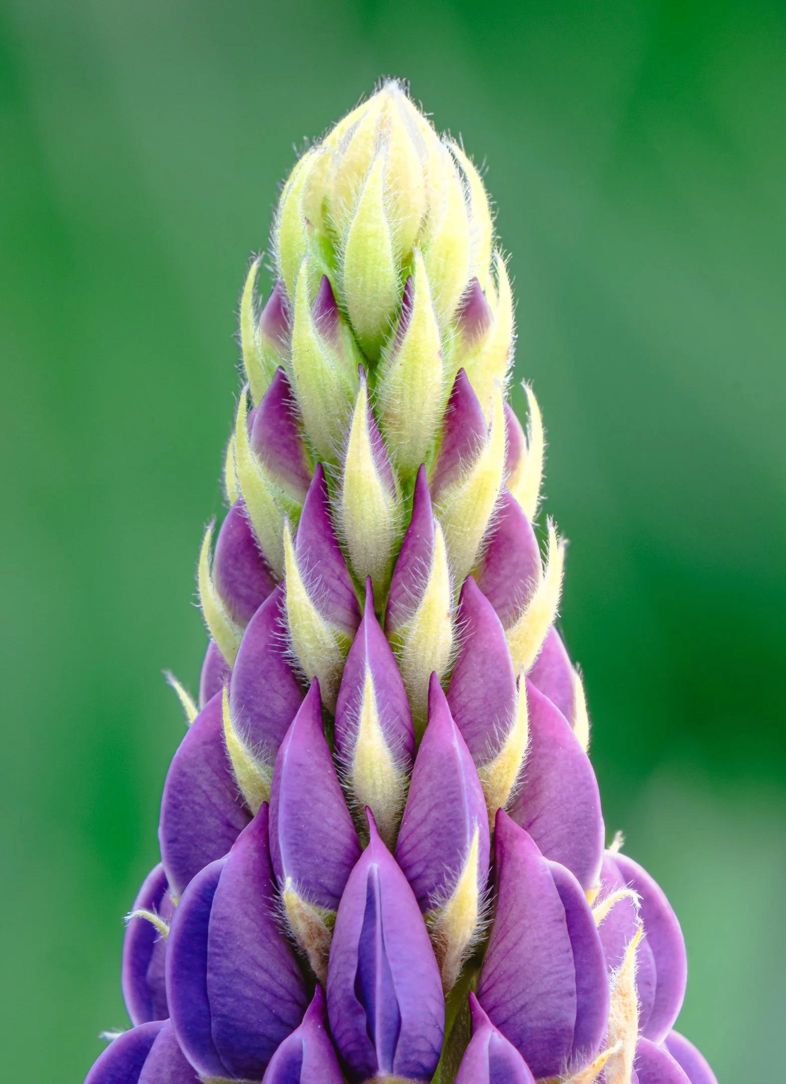 A | Lupine | Joe Mancy | Score: 22
