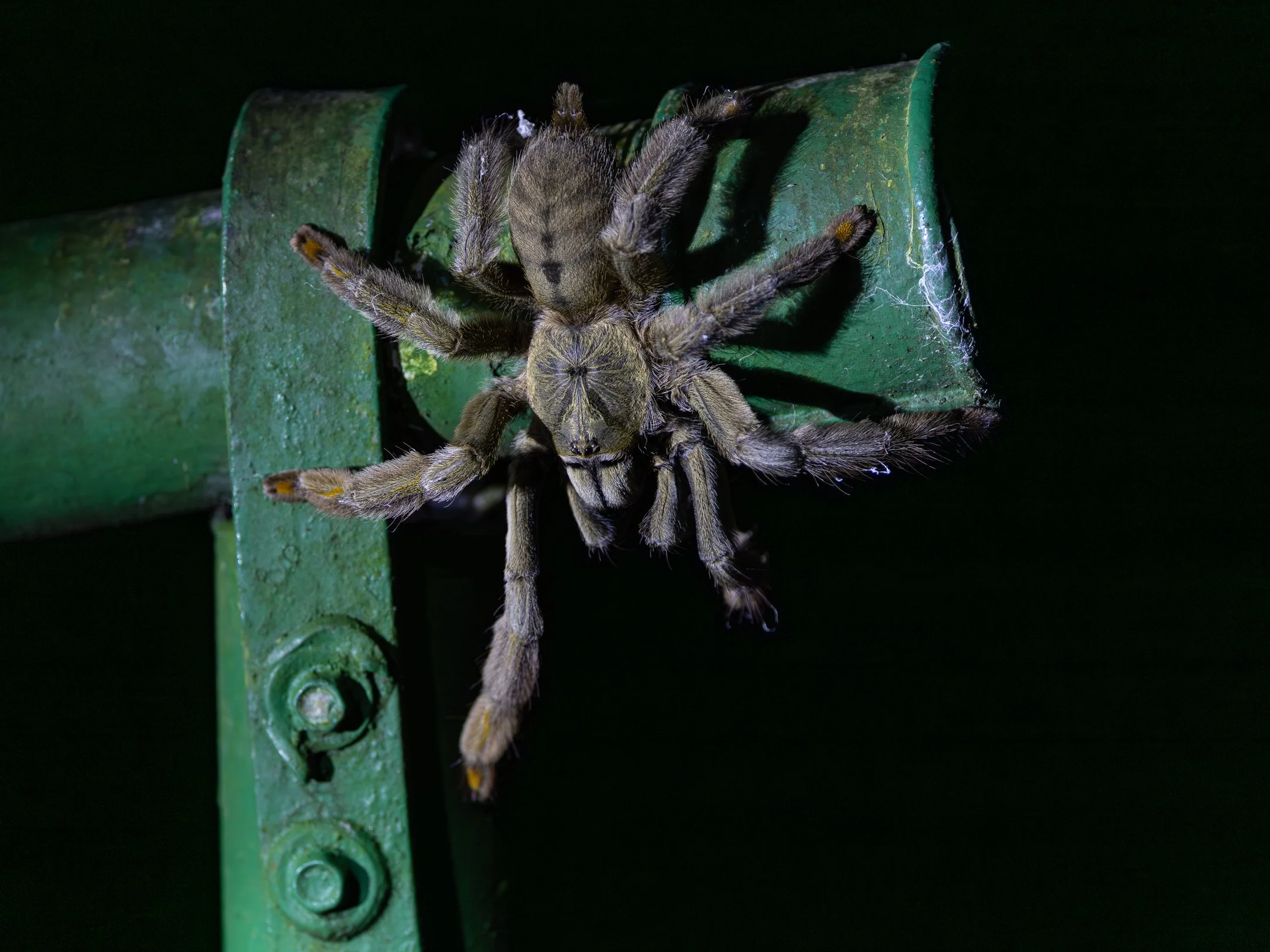 O | Trinidad Chevron Tarantula | Jan Lewis | Score: 21