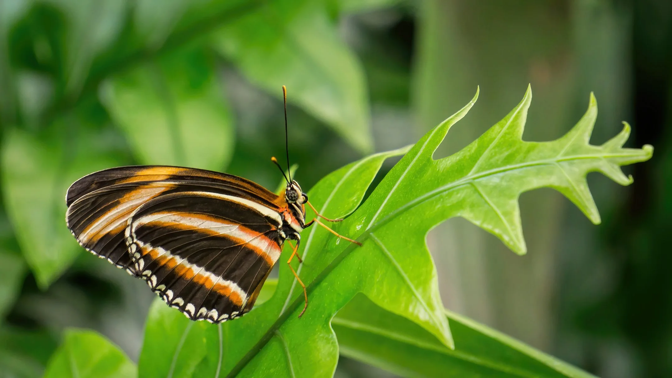 N | Banded Orange Butterfly | Diane Charvat | Score: 19
