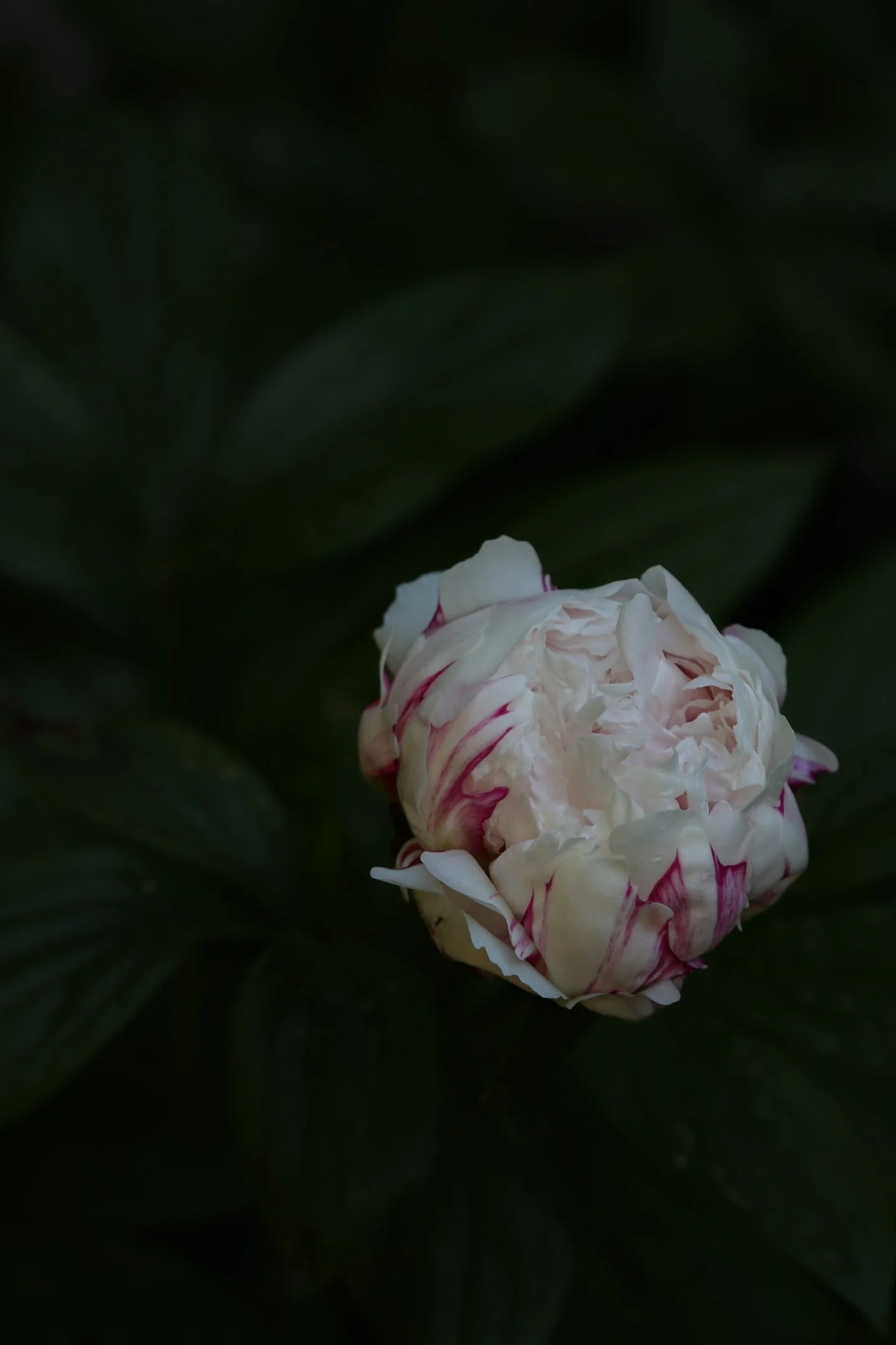 A | Moody Peony | Becky Olson | Score: 13