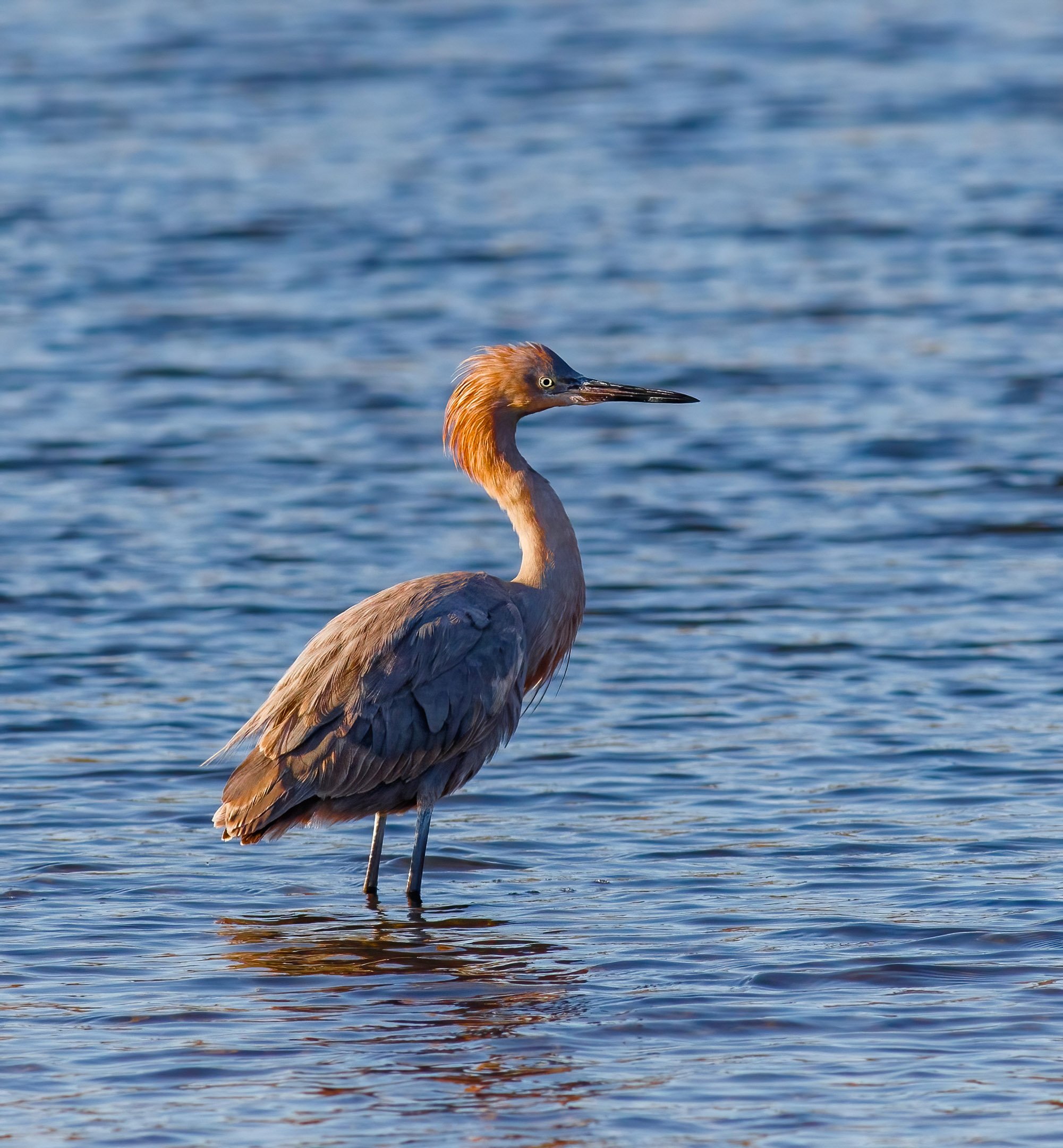 N | Reddish Egret | Mike Bergeon | Score: 13