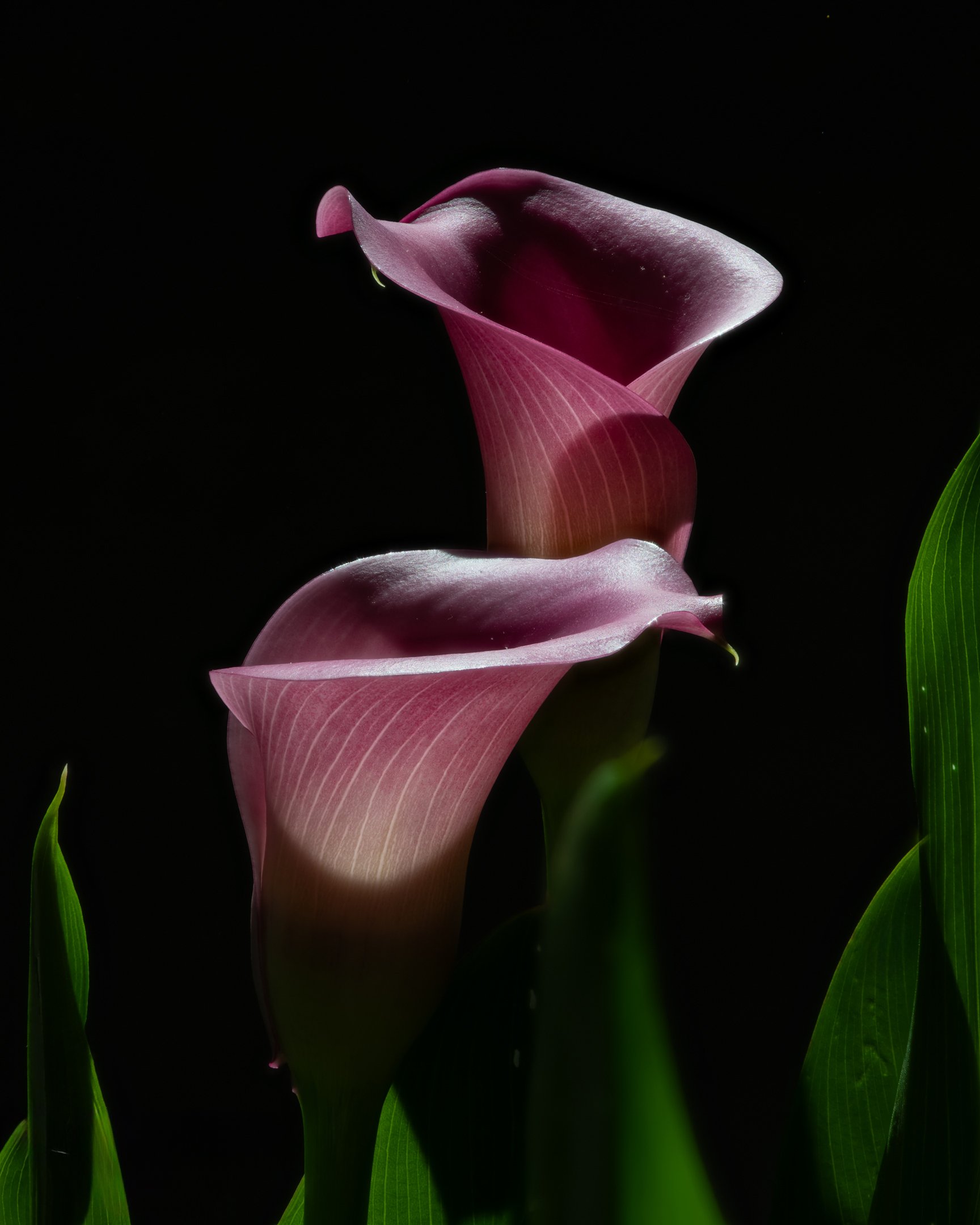 A | Callas | Marty Keirnan | Score: 23
