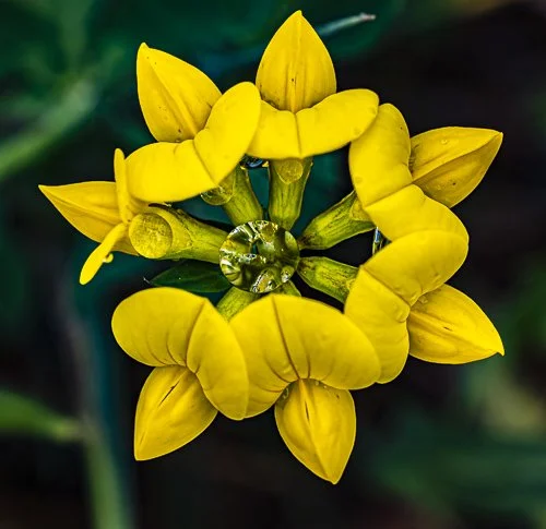 A | Birds Foot Trefoil With Droplets | Dave Mitchell | Score: 17