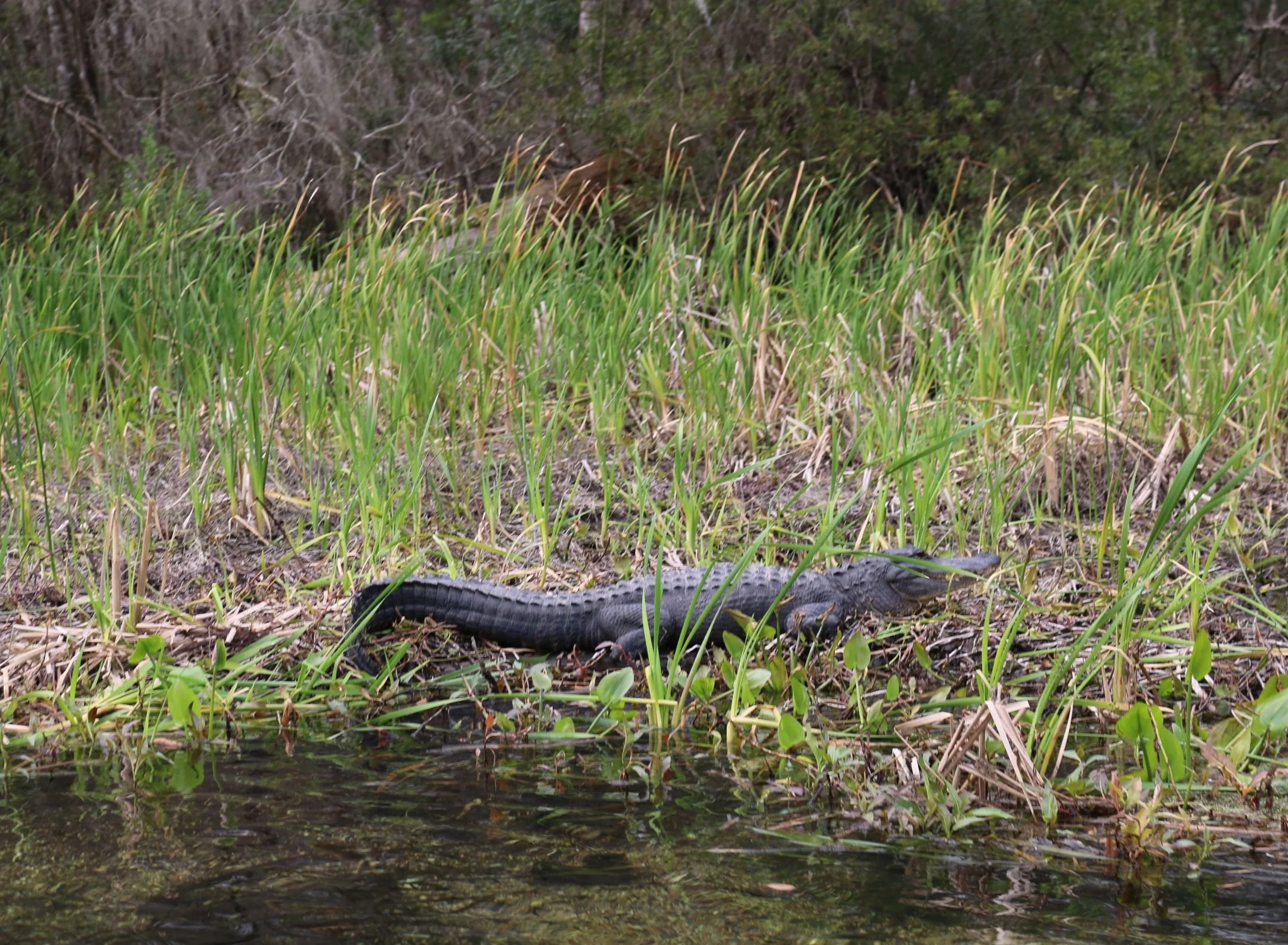 N | Florida Alligator | Christine Mooney | Score: 15