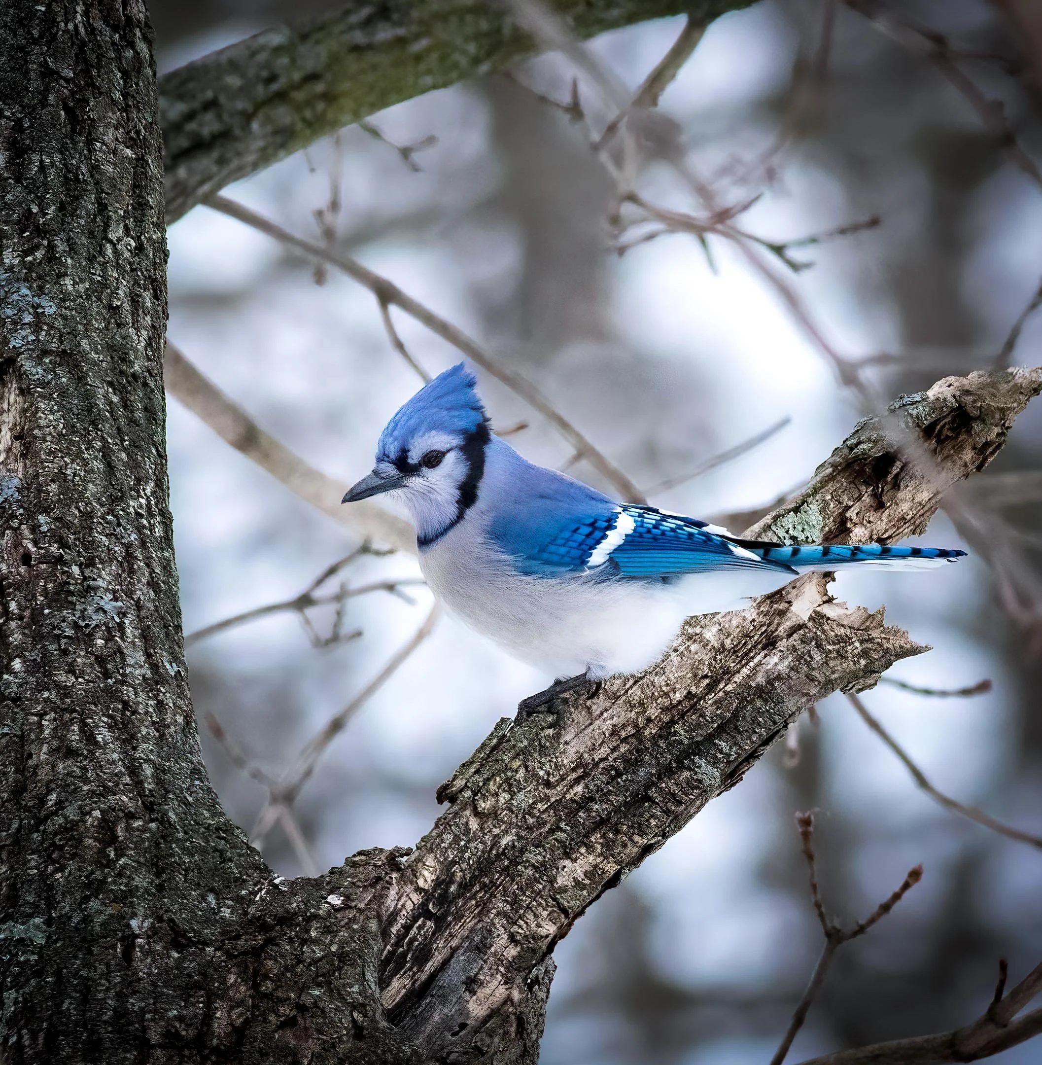 O | Blue Jay in Winter | Mike Bergeon | Score: 19