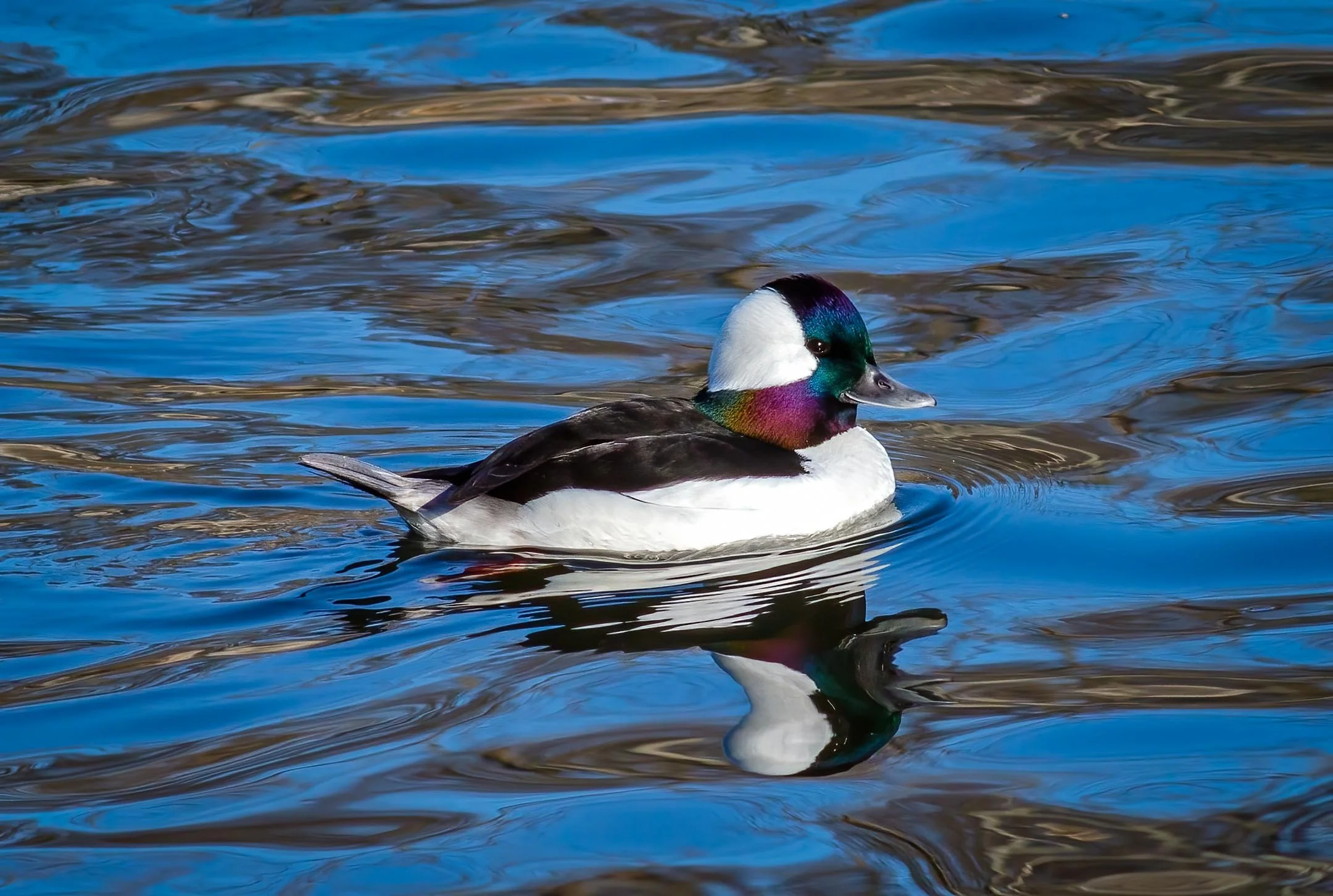N | Bufflehead Duck | Mike Bergeon | Score: 21