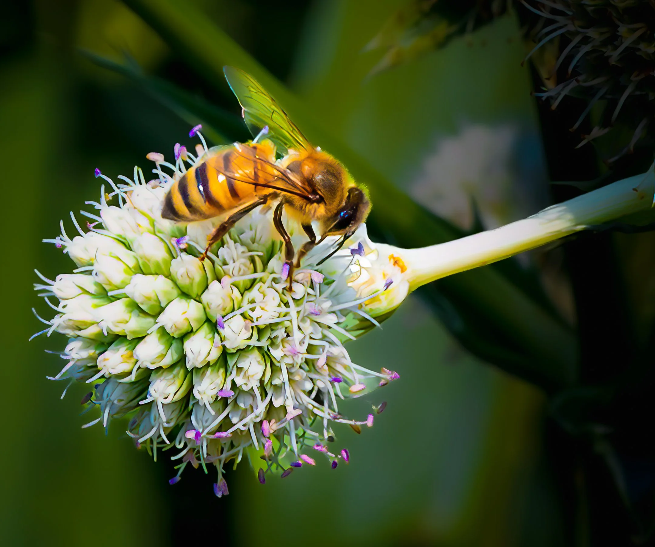 N | Busy As  | Gary Kirfman | Score: 18