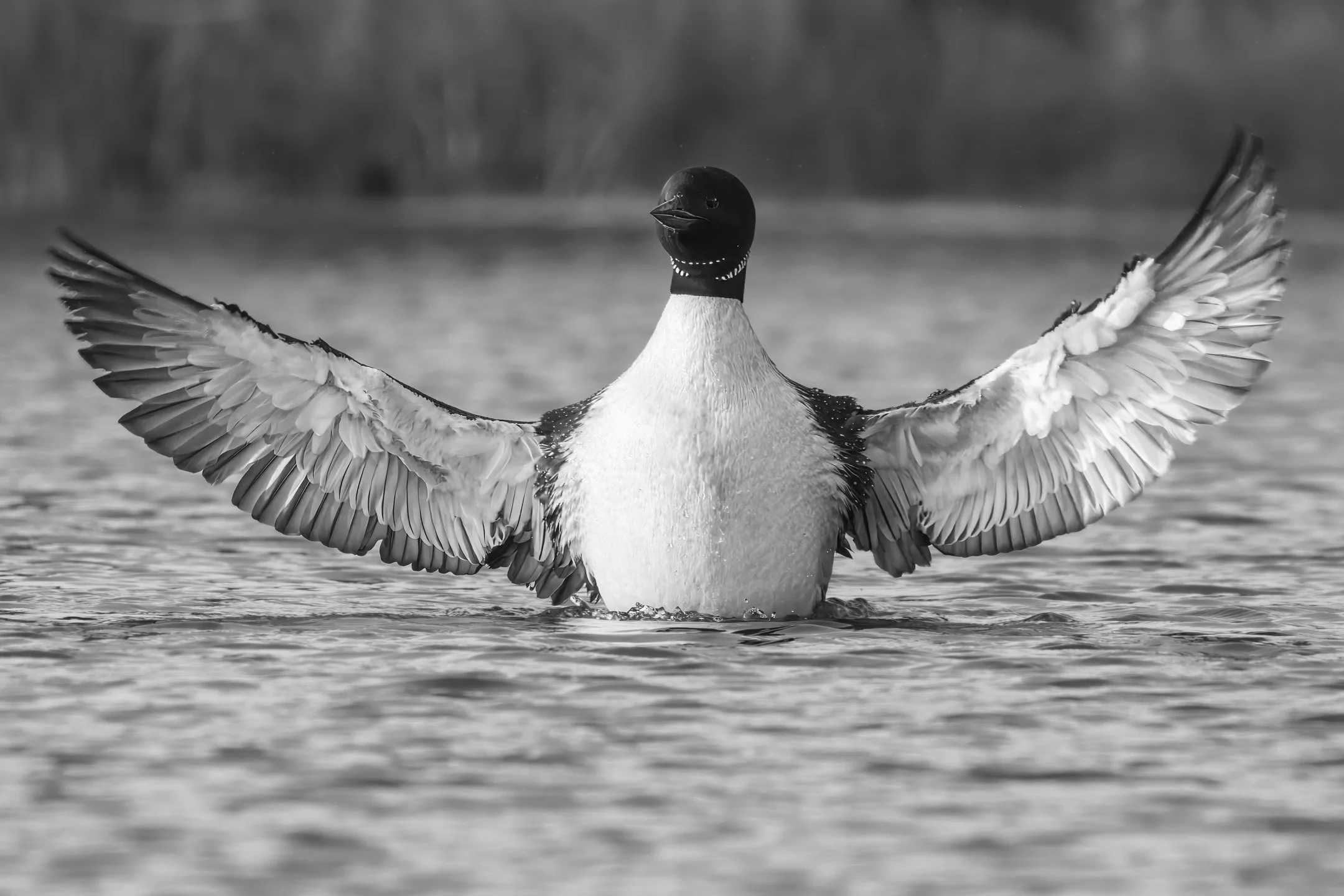 A | Showing Off | Ron DeHaan | Score: 14