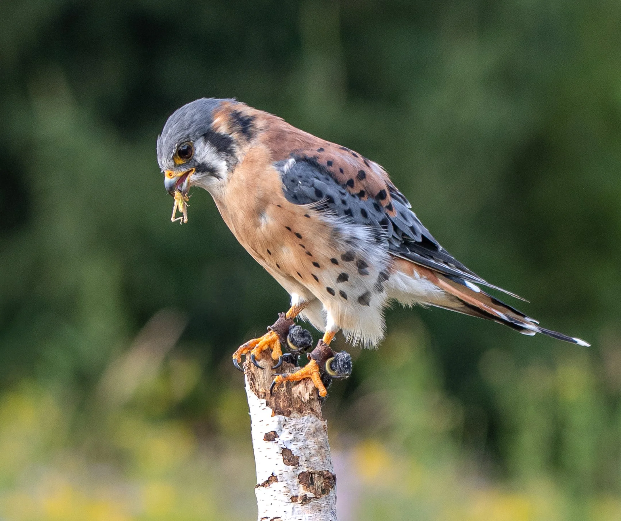 O | Meal Time | Jeanne Quillan | Score: 13