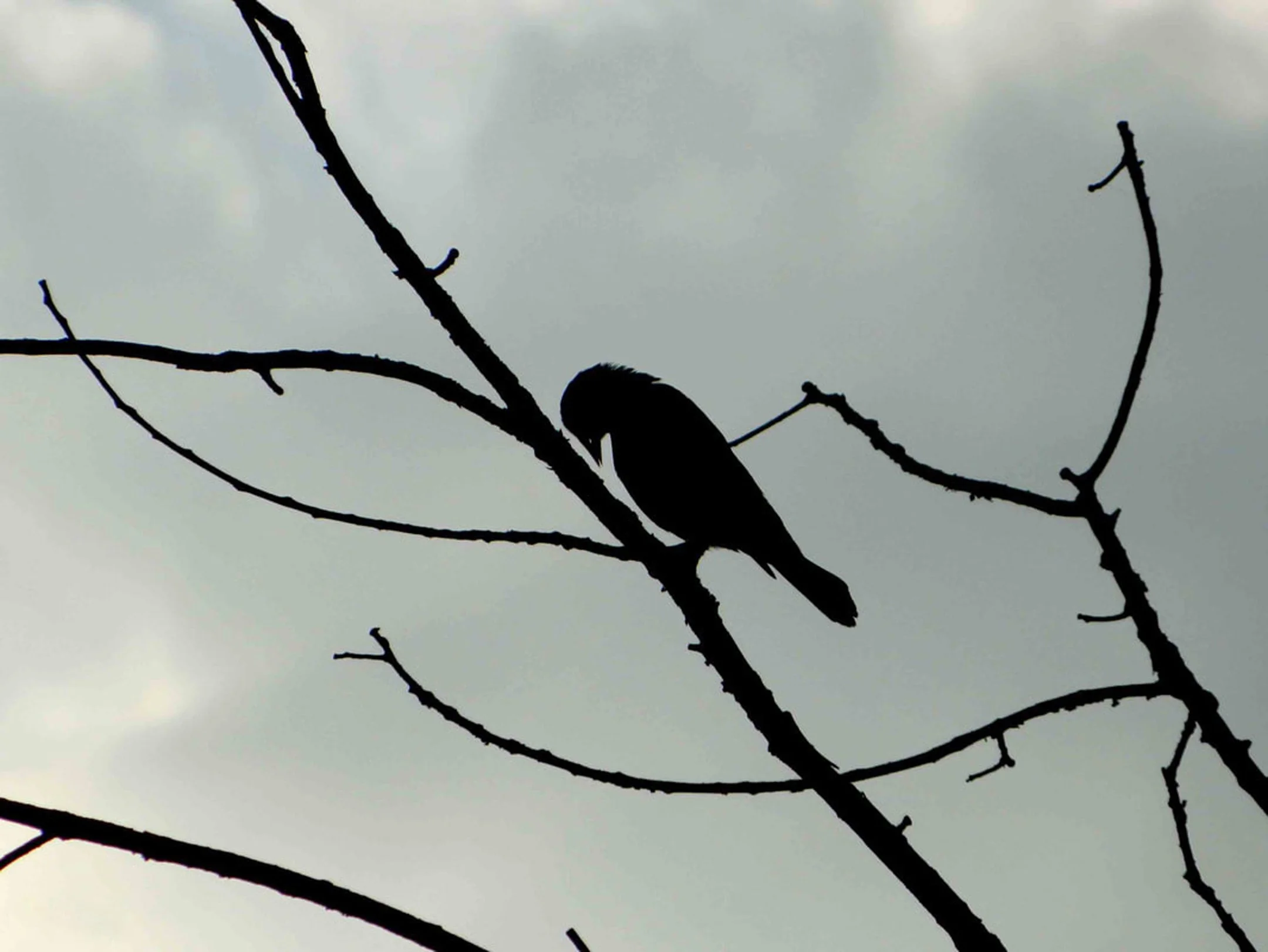 M | Crestfallen | Michelle Premer | Score: 12