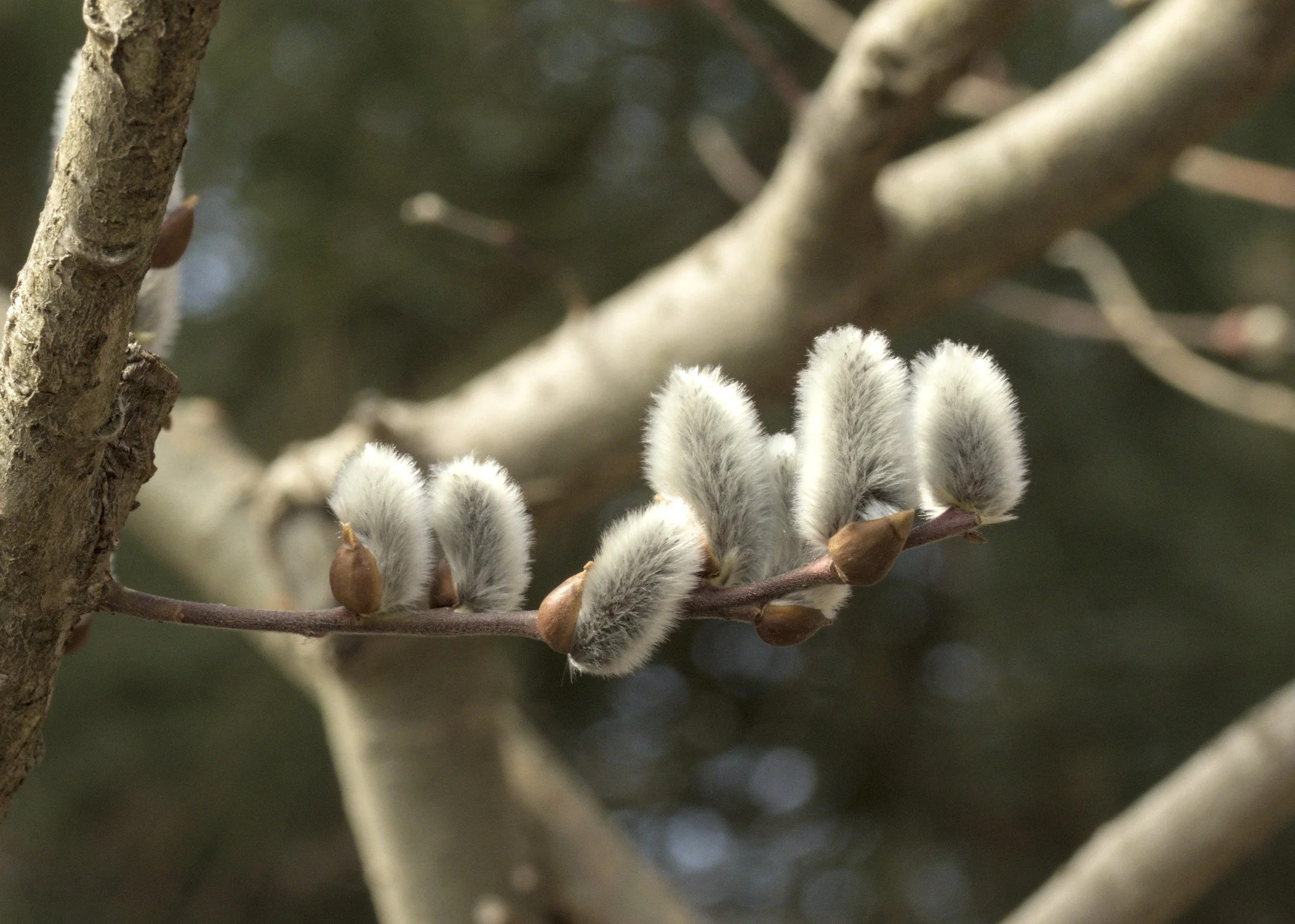 N | Spring Fuzzies | Virginia McClellan | Score: 17