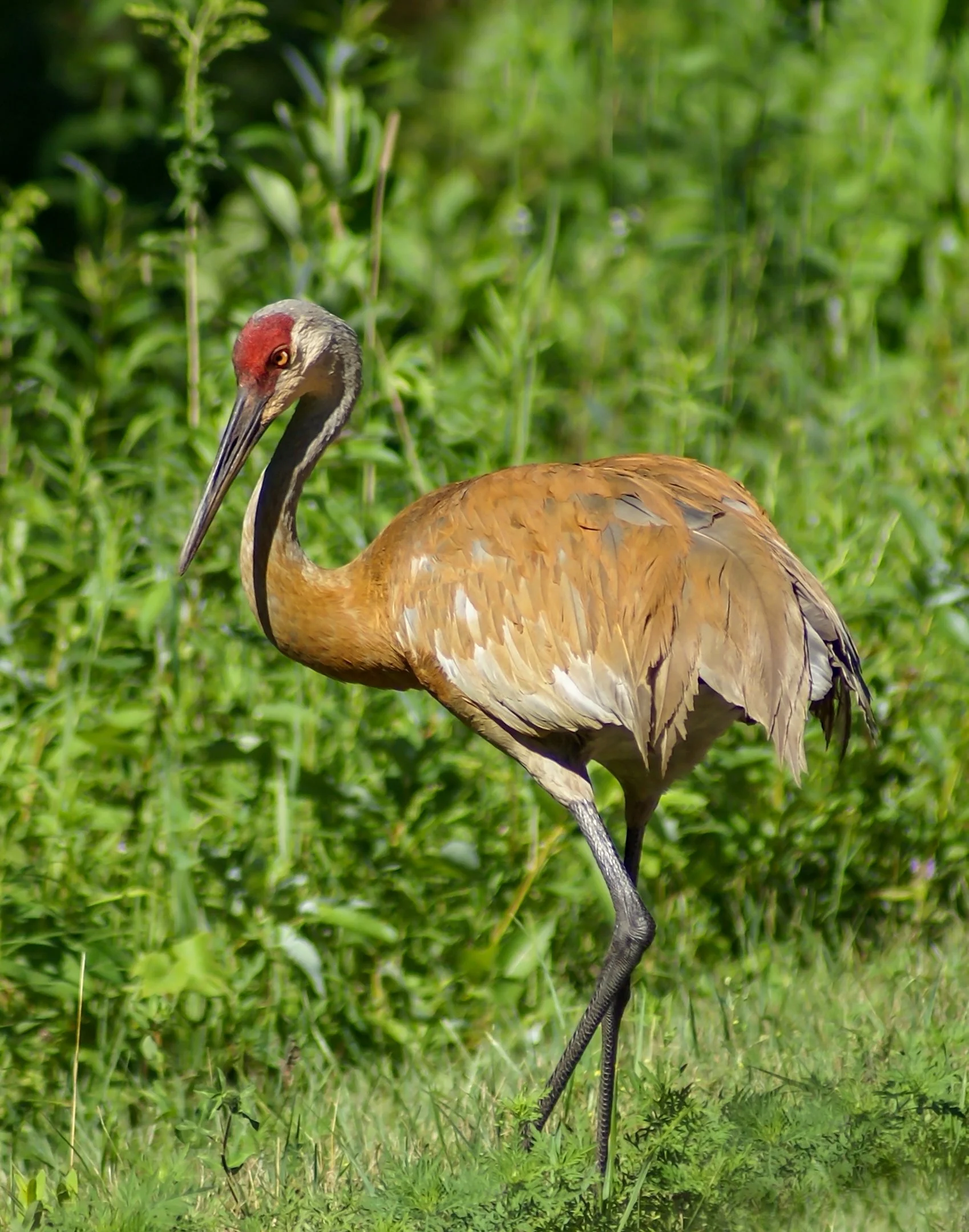 N | Sandhill Crane | Della Landheer | Score: 13