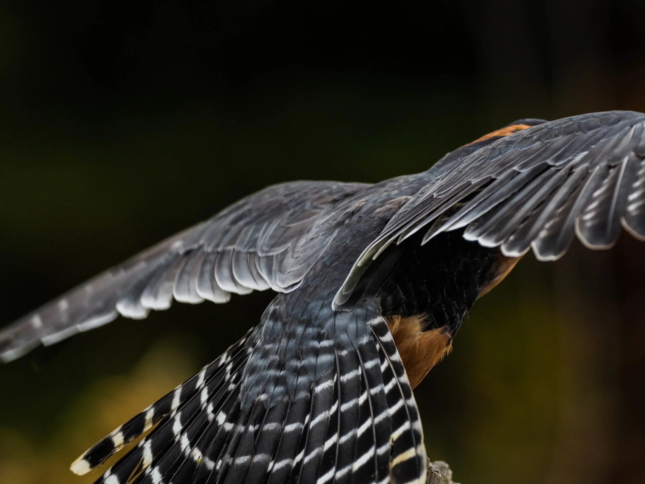 N | Wings | Diane Durand | Score: 17