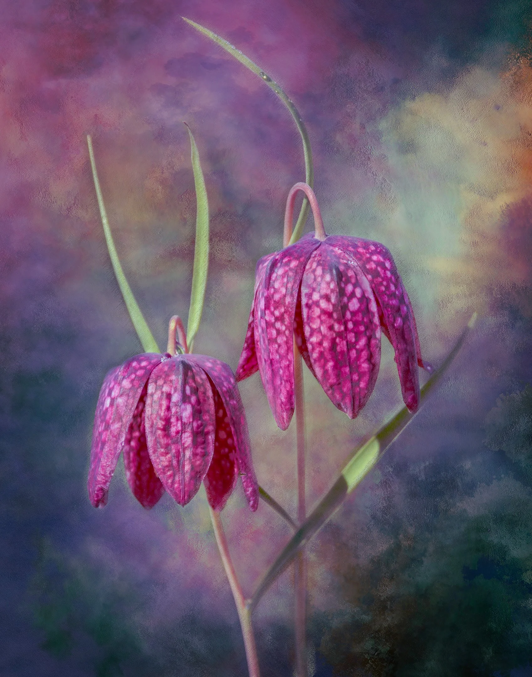 C | Checkered Lilies | Jan Lewis | Score: 21
