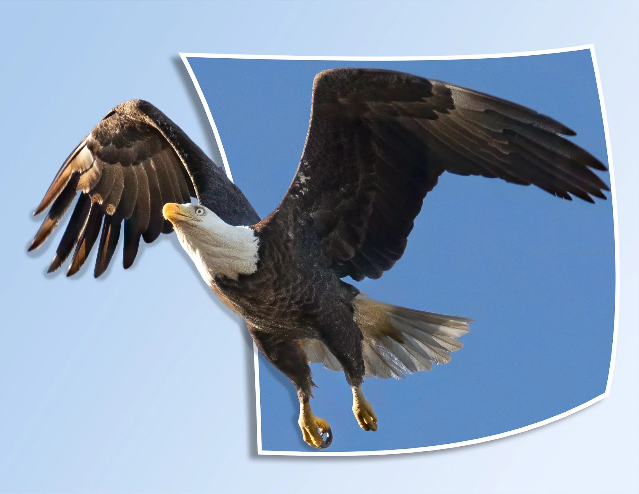 C | 3D Eagle | Kim Ives | Score: 20