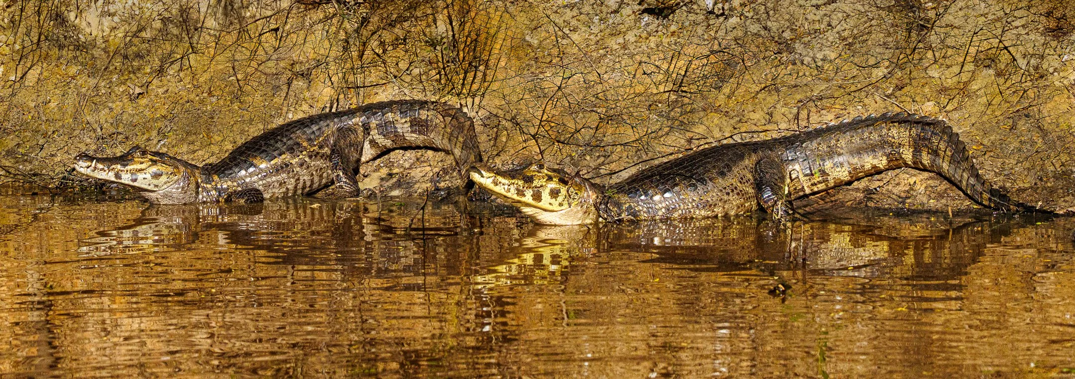 N | Twin Caymans | Jim Knapp | Score: 20