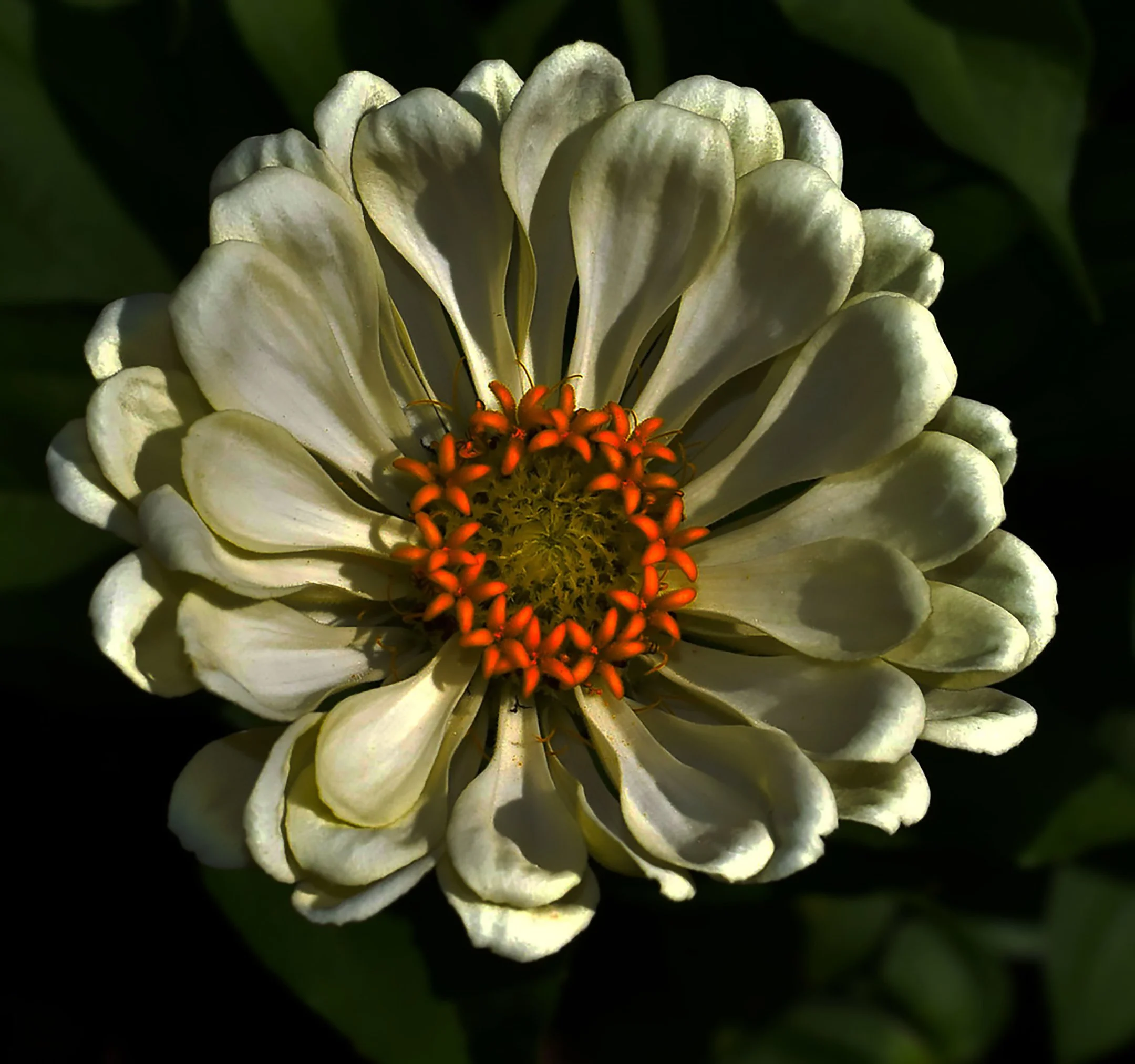 O | White Zinnia | Nancy Patterson | Score: 21