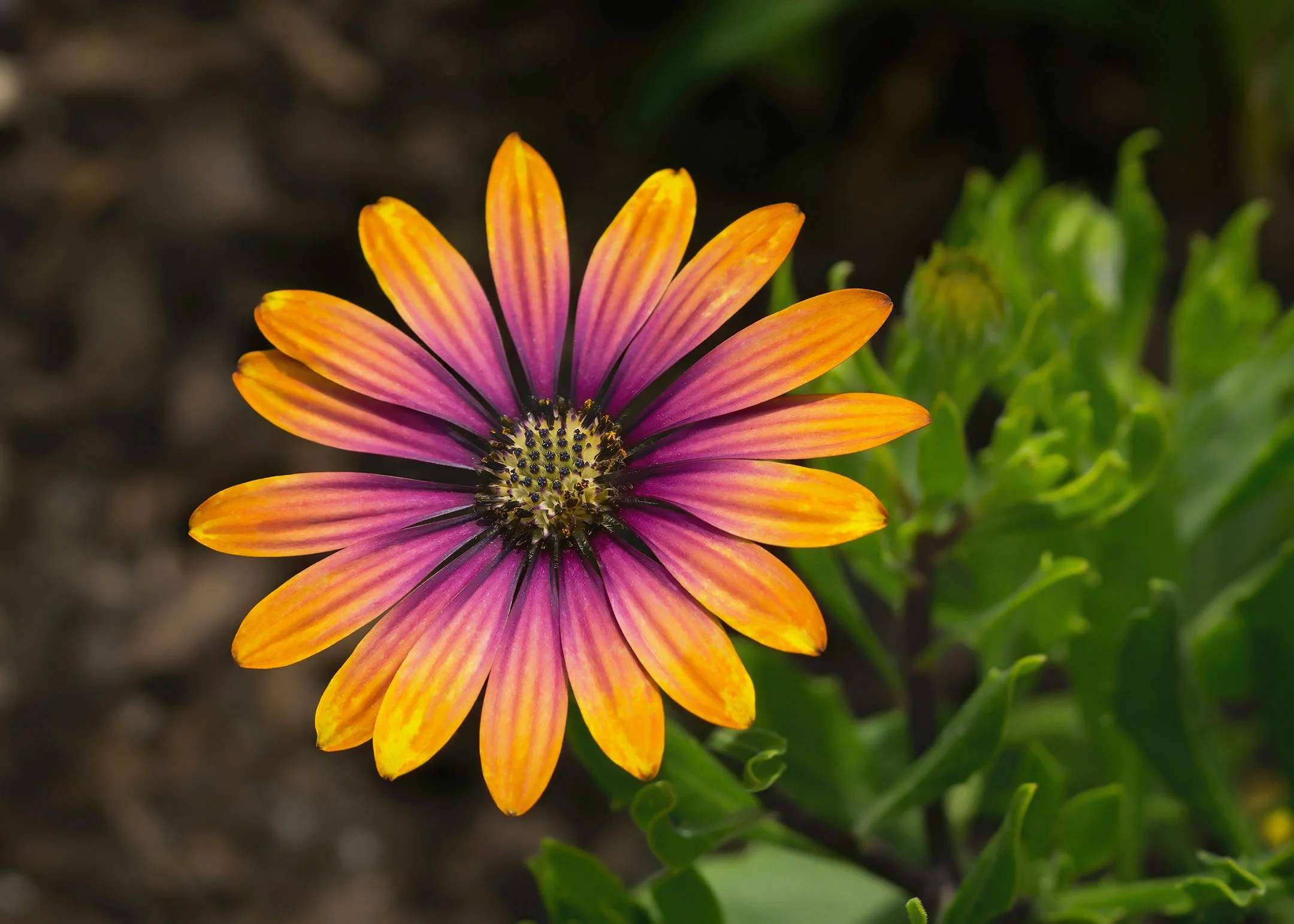 A | Cape Marguerite Daisy | Diane Charvat | Score: 19