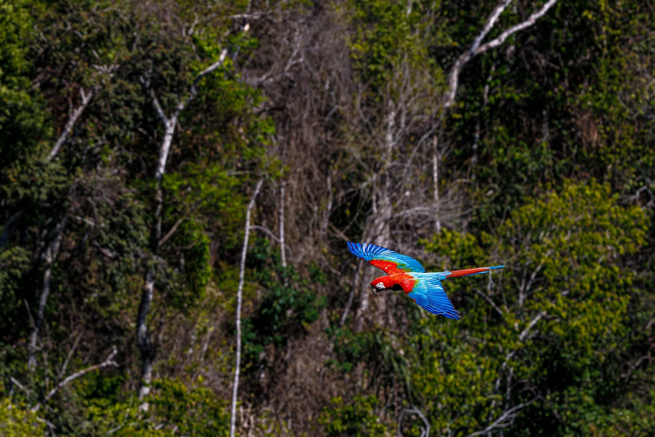 N | Red And Blue Macaw | Jim Knapp | Score: 16