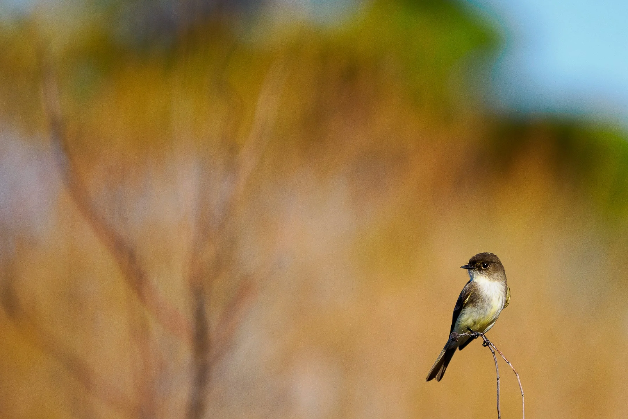 A | Eastern Phoebe | Kim Ives | Score: 20