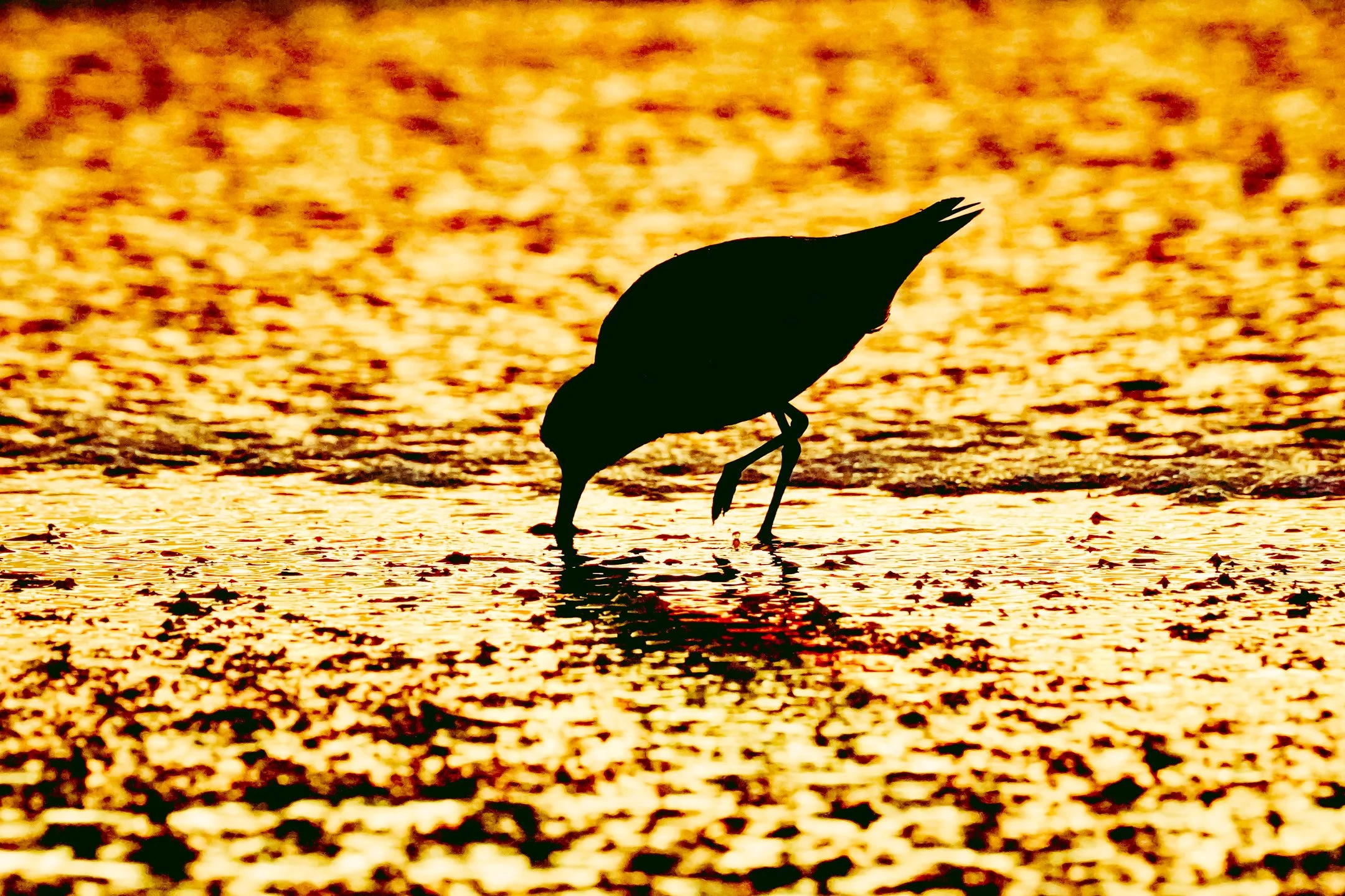 N | Sanderling's Sunset Supper | Lori Ryskamp | Score: 20