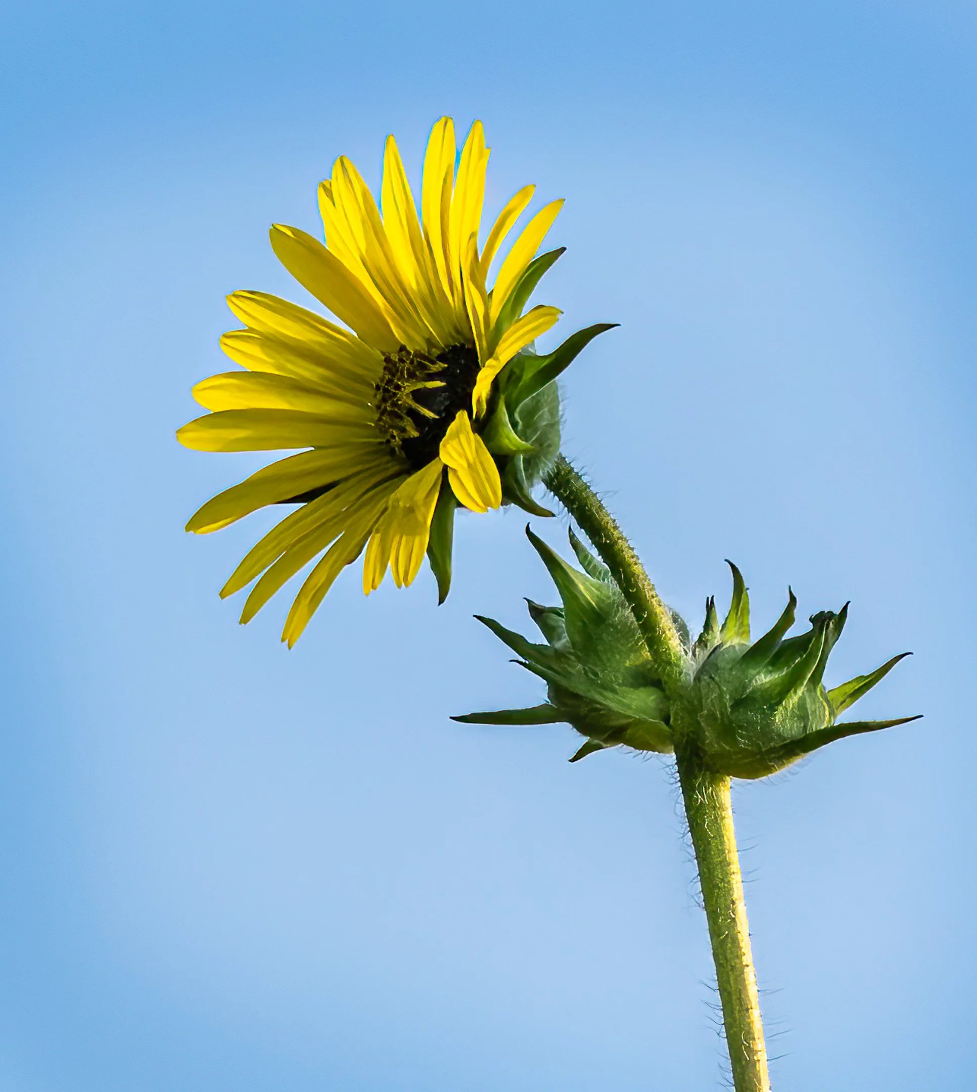 N | Backlit Blossom | Jeanne Quillan | Score: 12