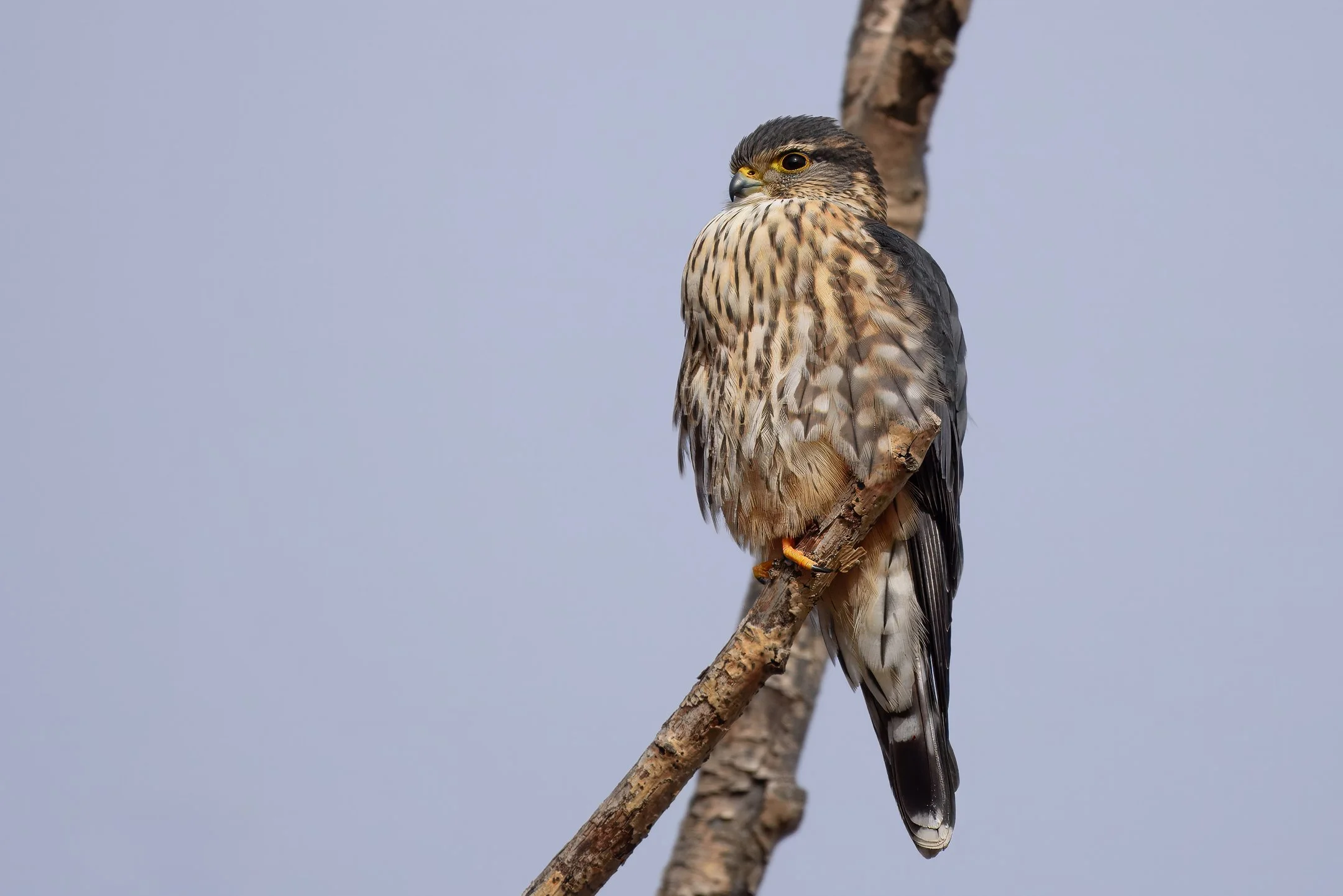 N | Merlin | Marty Keirnan | Score: 21