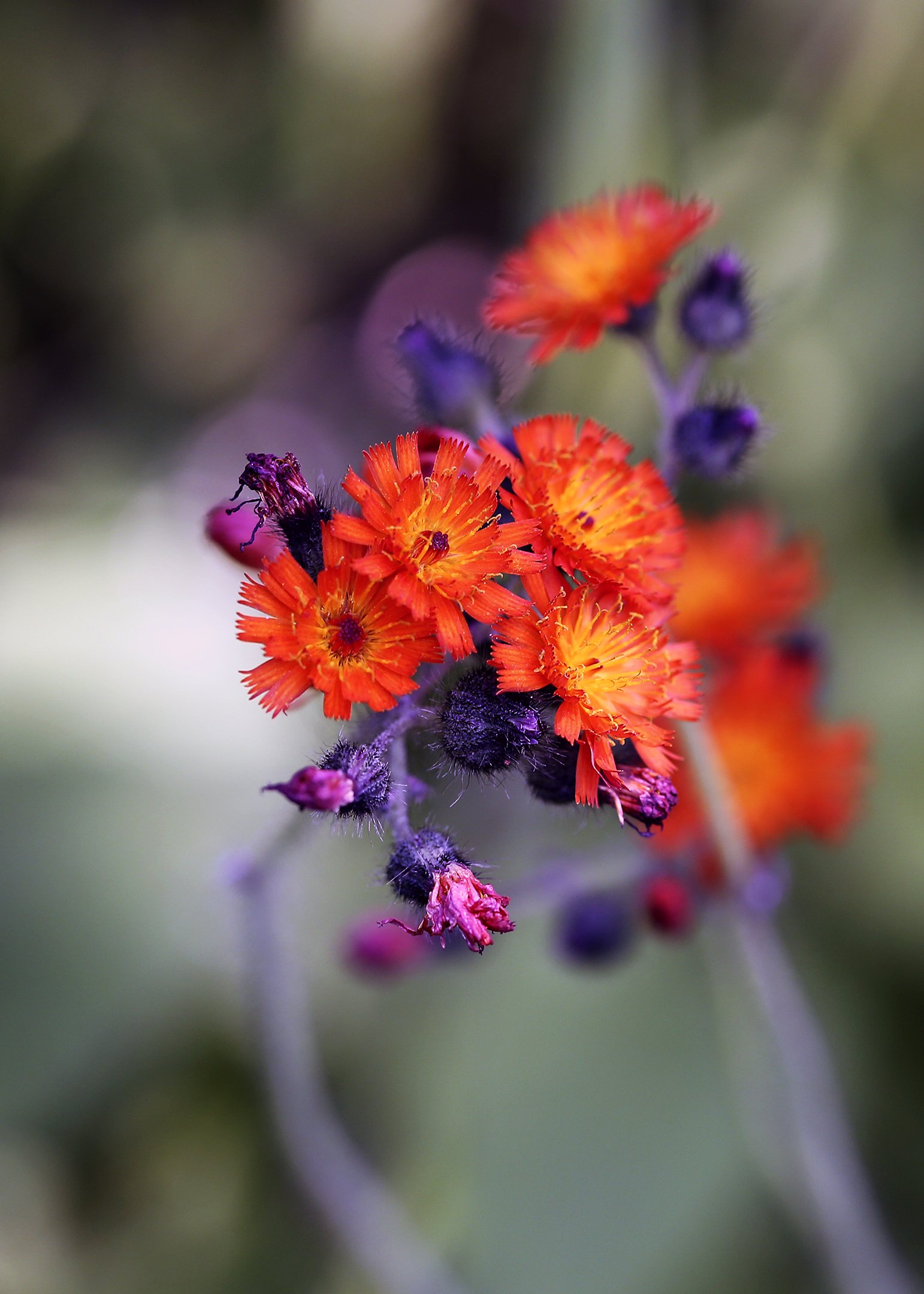 N | Orange Hawkweed | Roger Fry | Score: 20