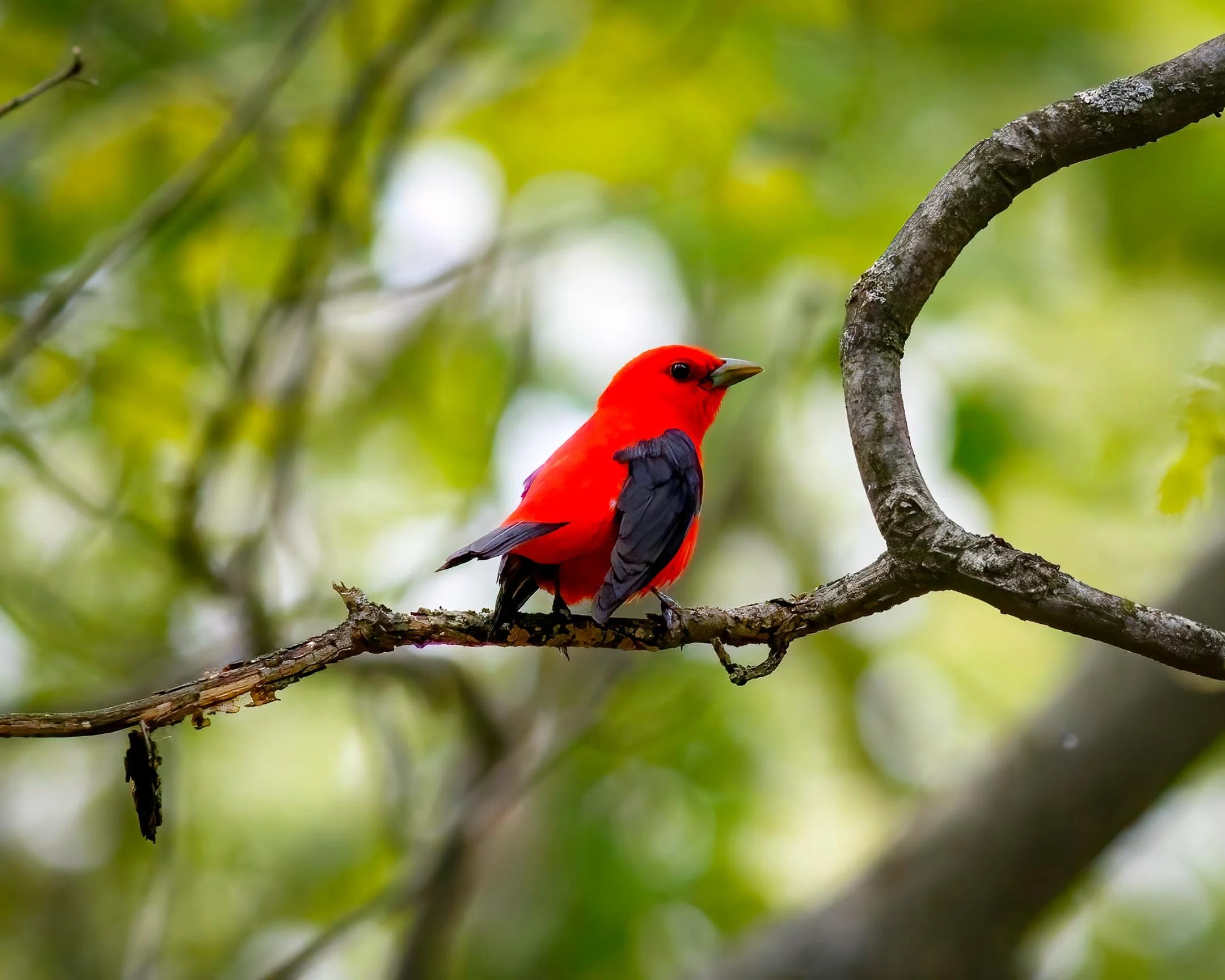 A | The Scarlet Tanager | Mike Bergeon | Score: 12