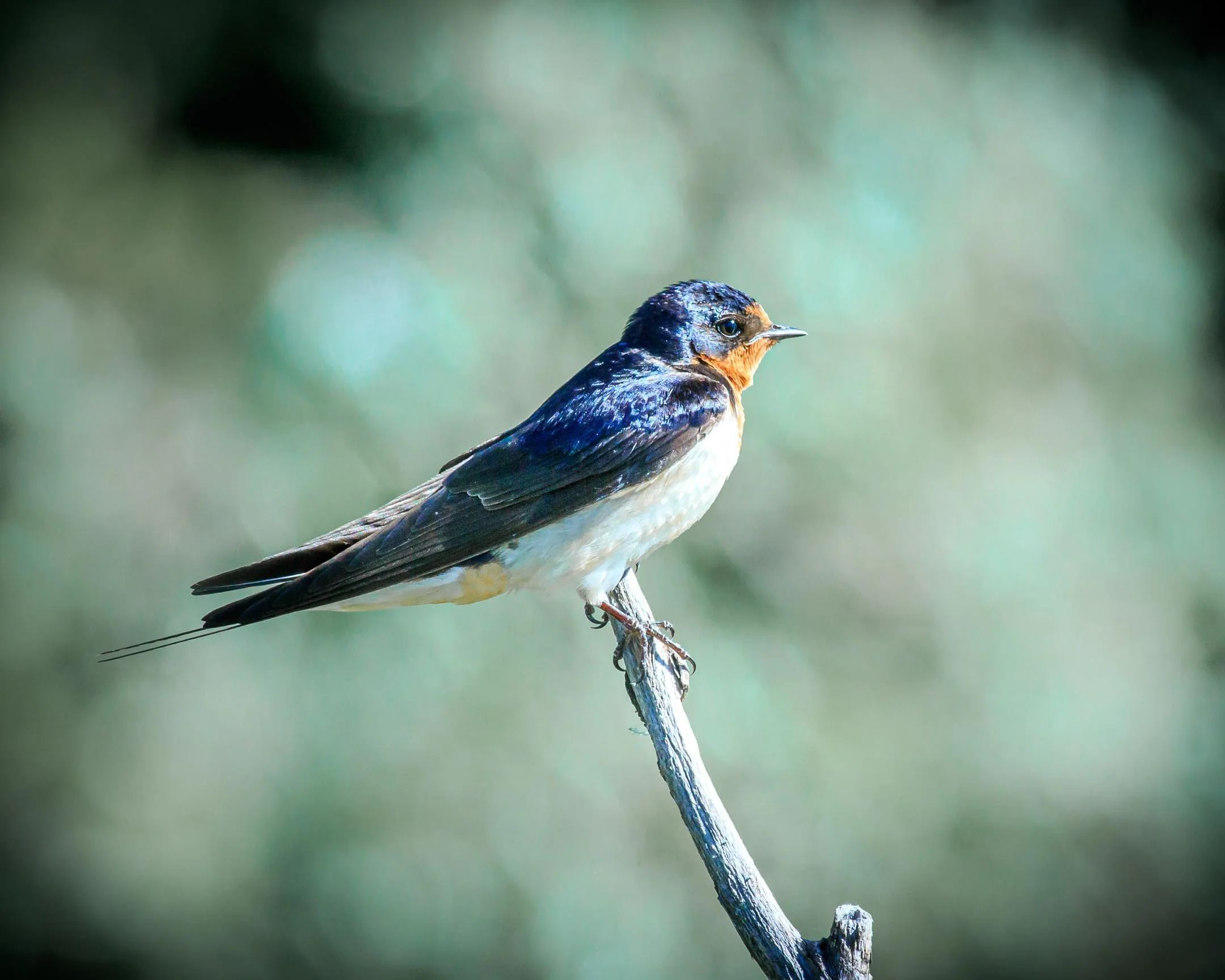 O | Perched Barn Swallow | Mike Bergeon | Score: 19