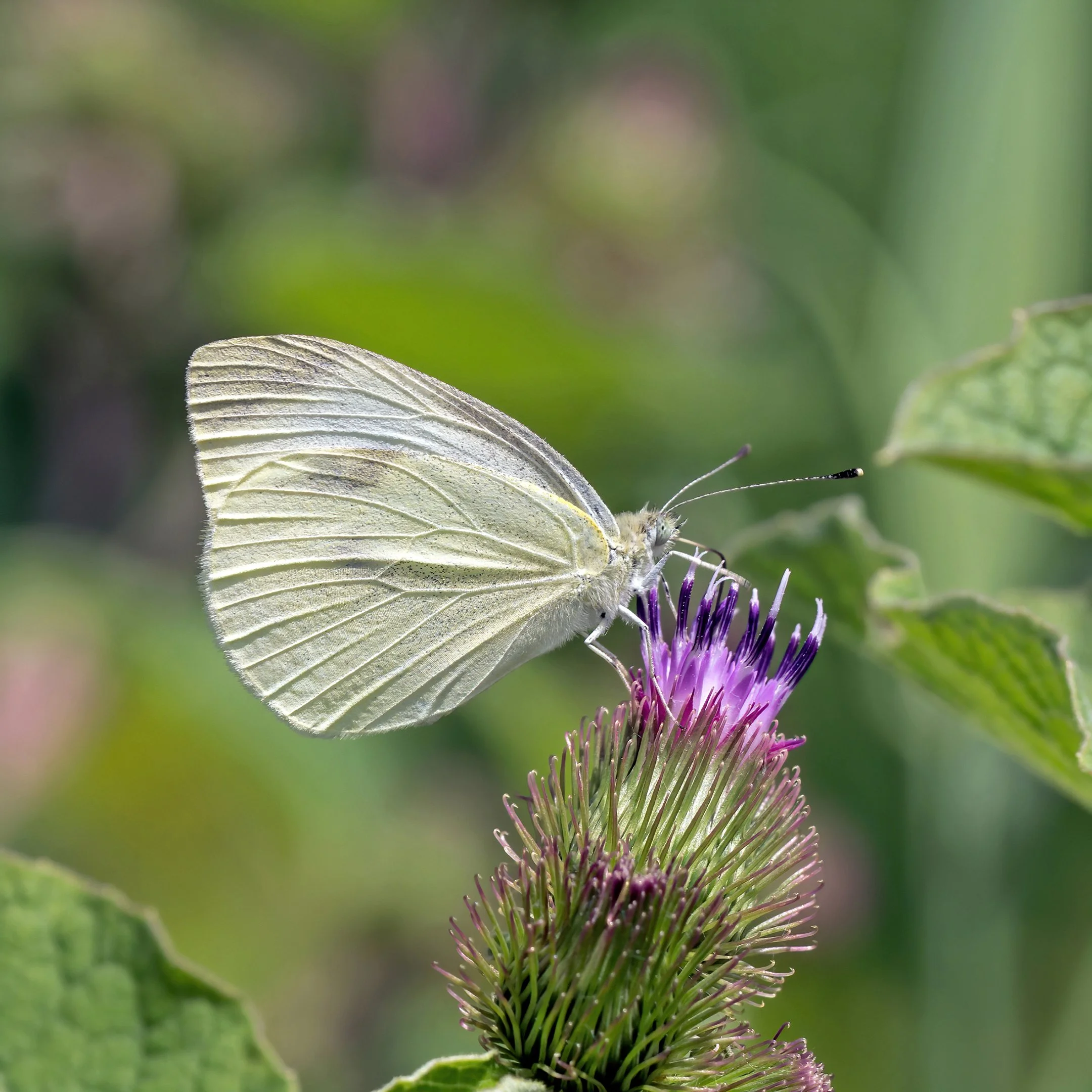 N | Butterfly On Burdock | Diane Charvat | Score: 21