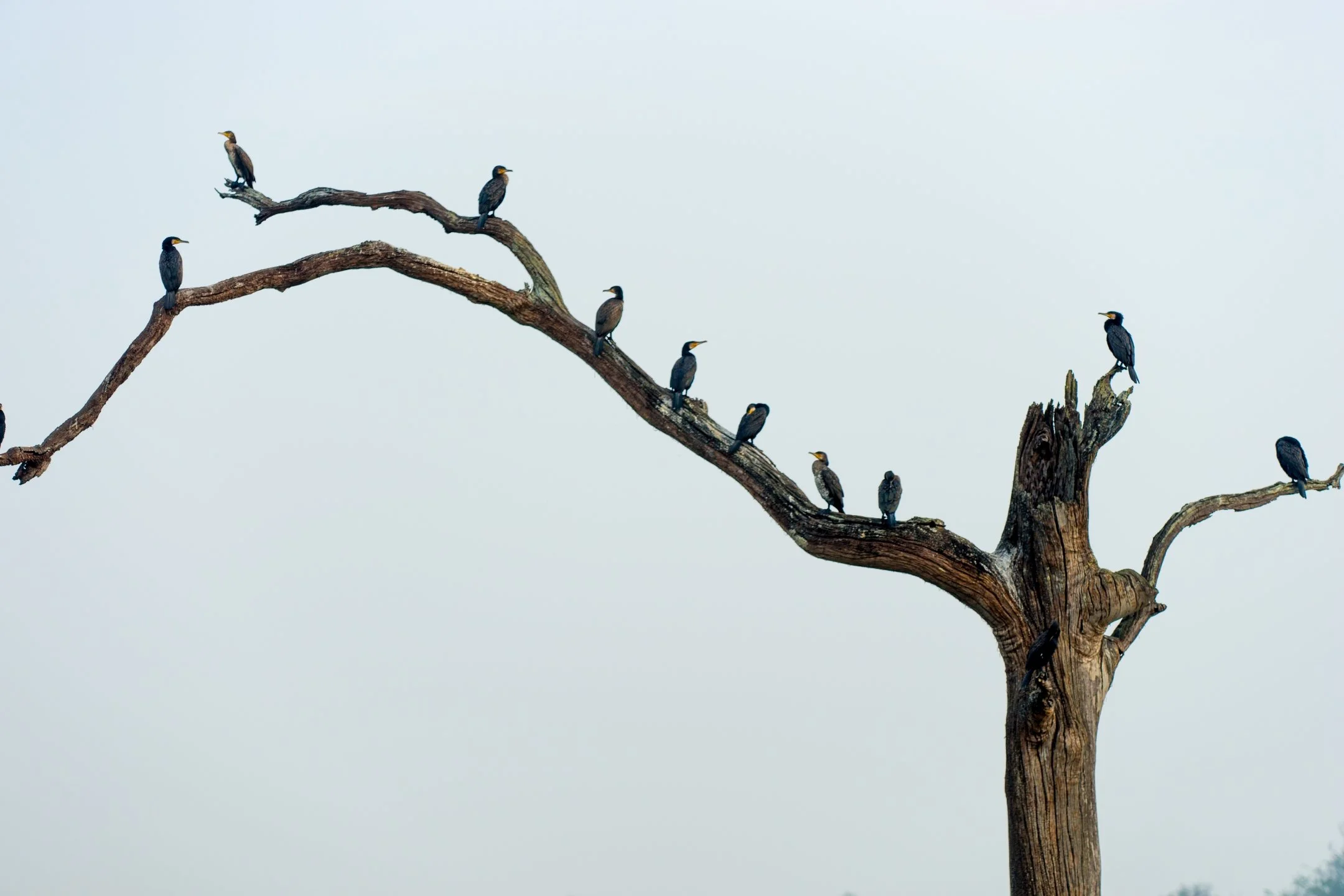 A | Treebirds | Maddur Badarinath | Score: 20