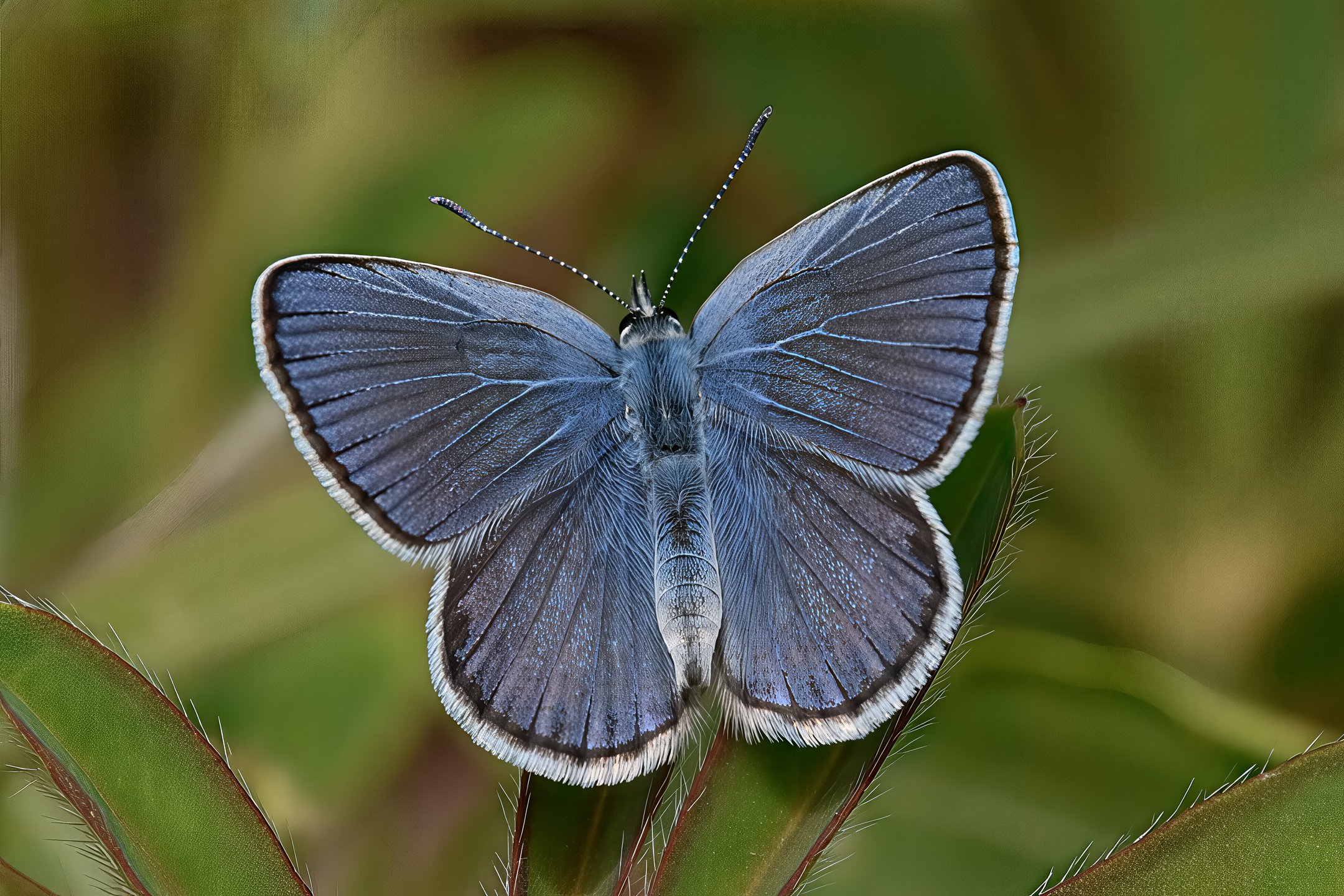 N | Karner Blue | Marty Keirnan | Score: 14