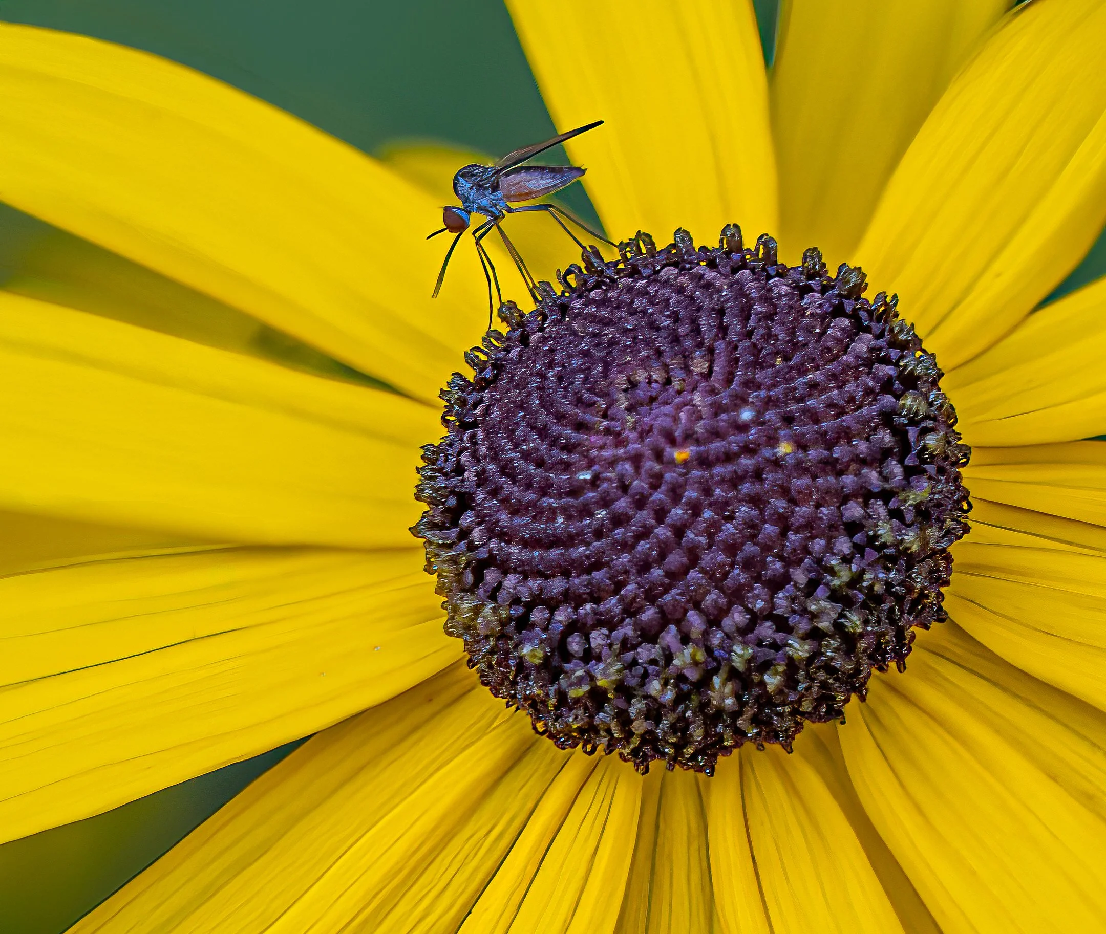 A | Visitor | Jeanne Quillan | Score: 23