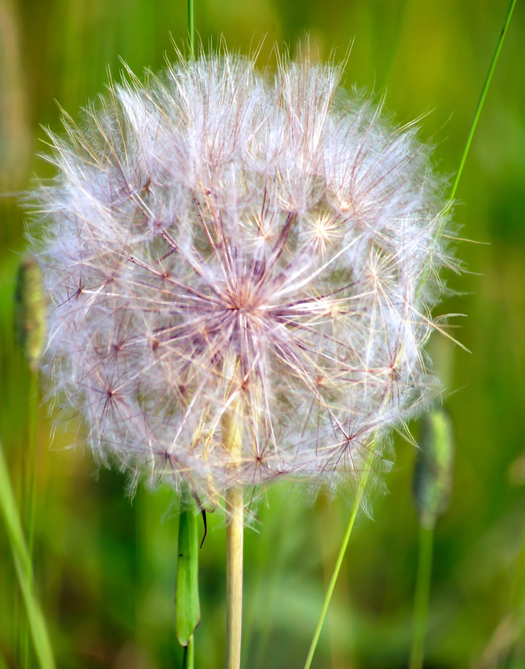 N | Gone to Seed | Della Landheer | Score: 11