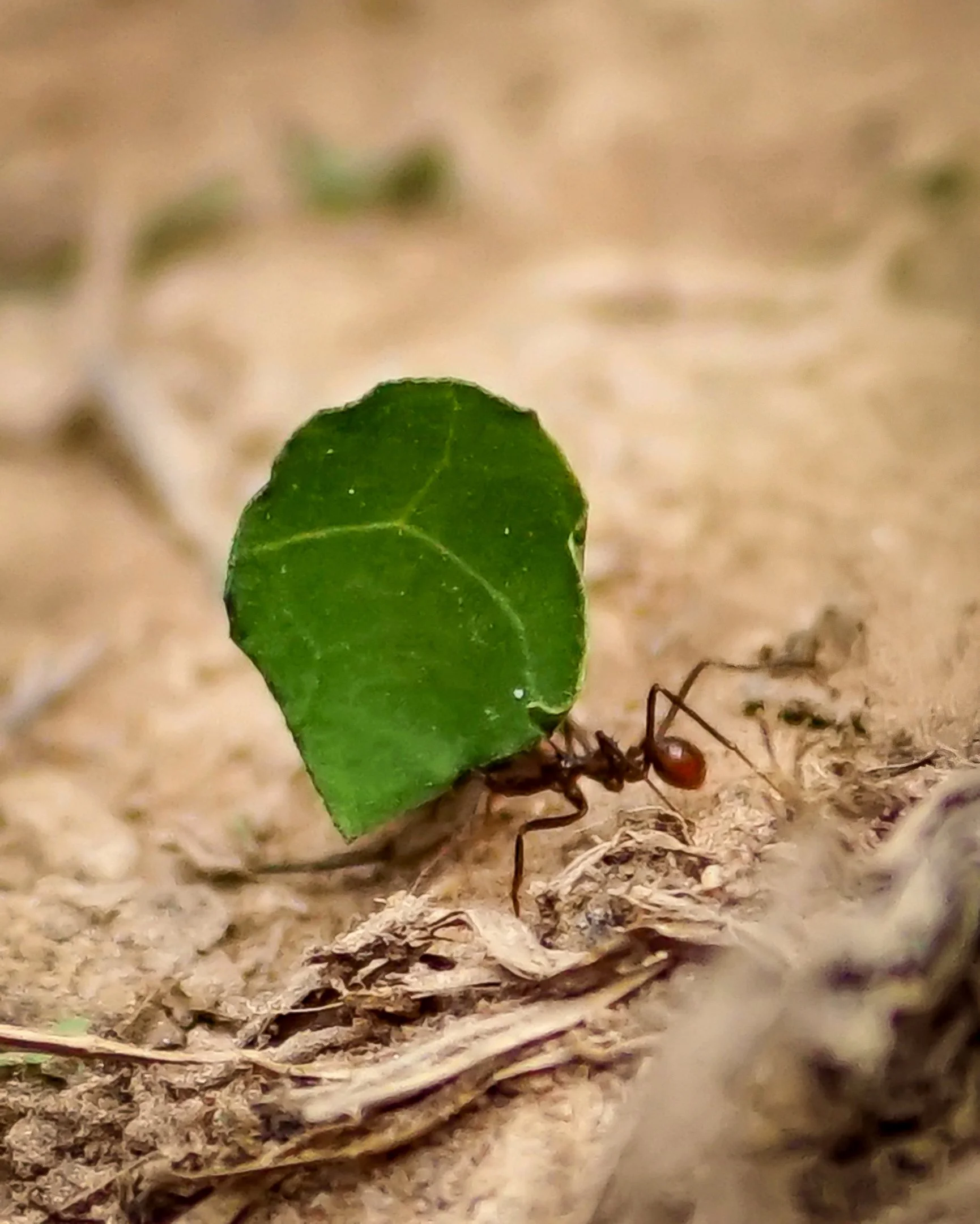 A | Leaf Cutter Ant | Della Landheer | Score: 14