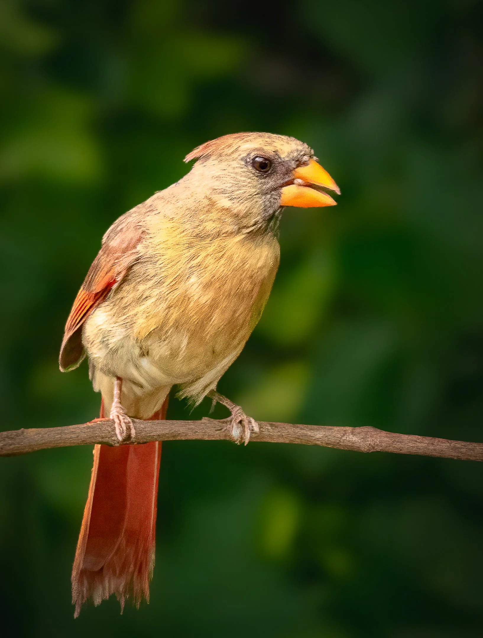 N | Northern Cardinal | Steve Port | Score: 20
