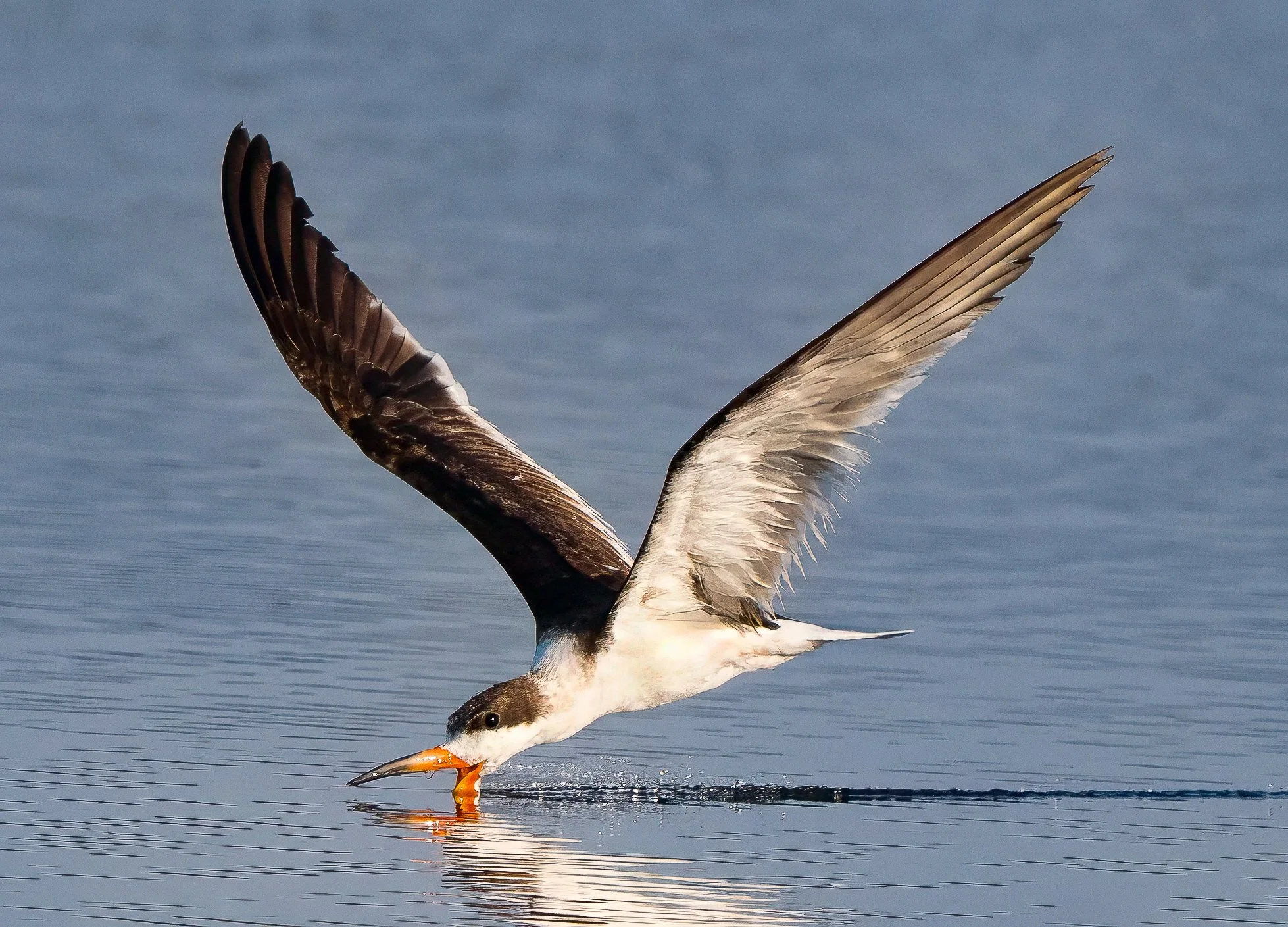 N | Black Skimmer | Kim Ives | Score: 15