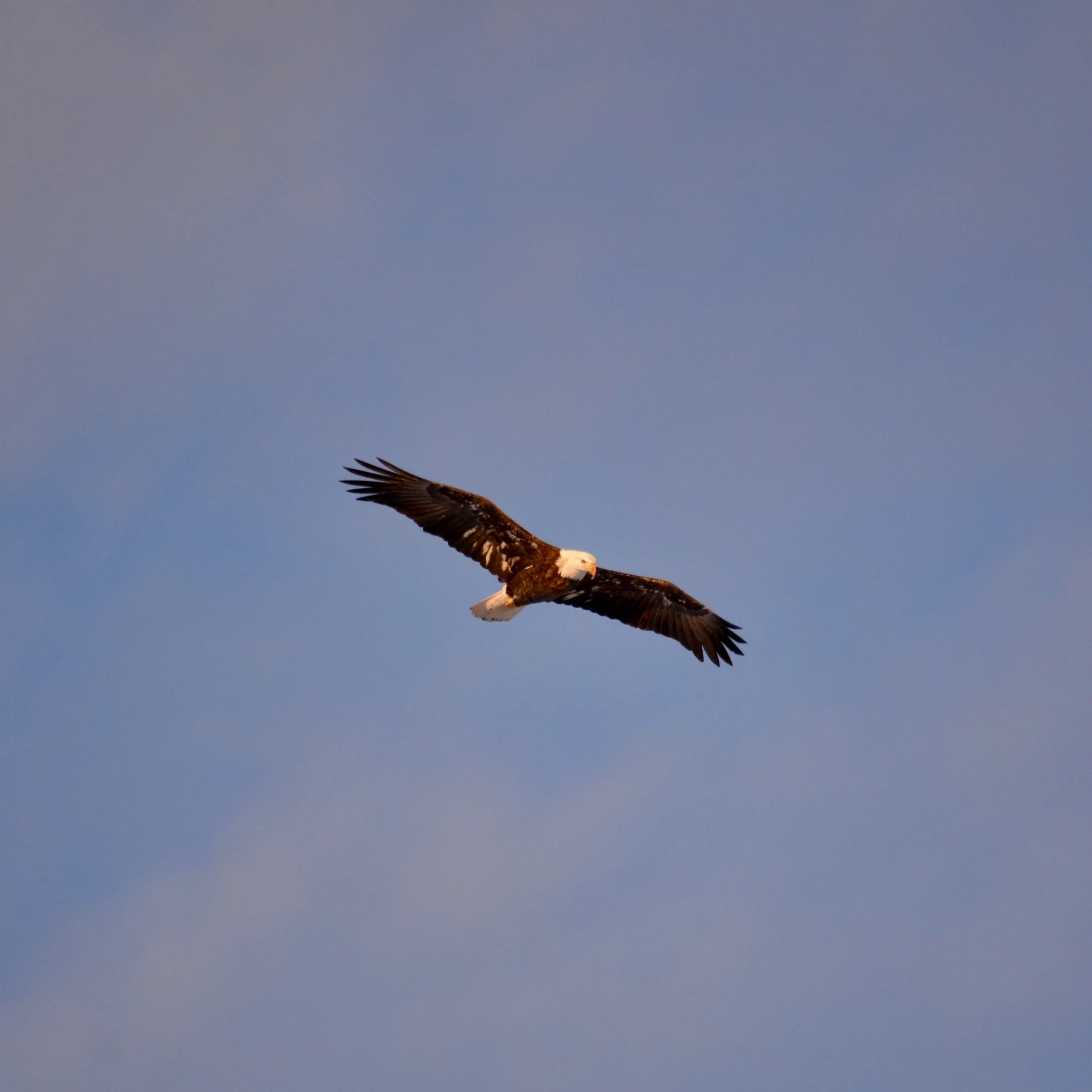 N | Bald Eagle | Todd Harbin | Score: 16