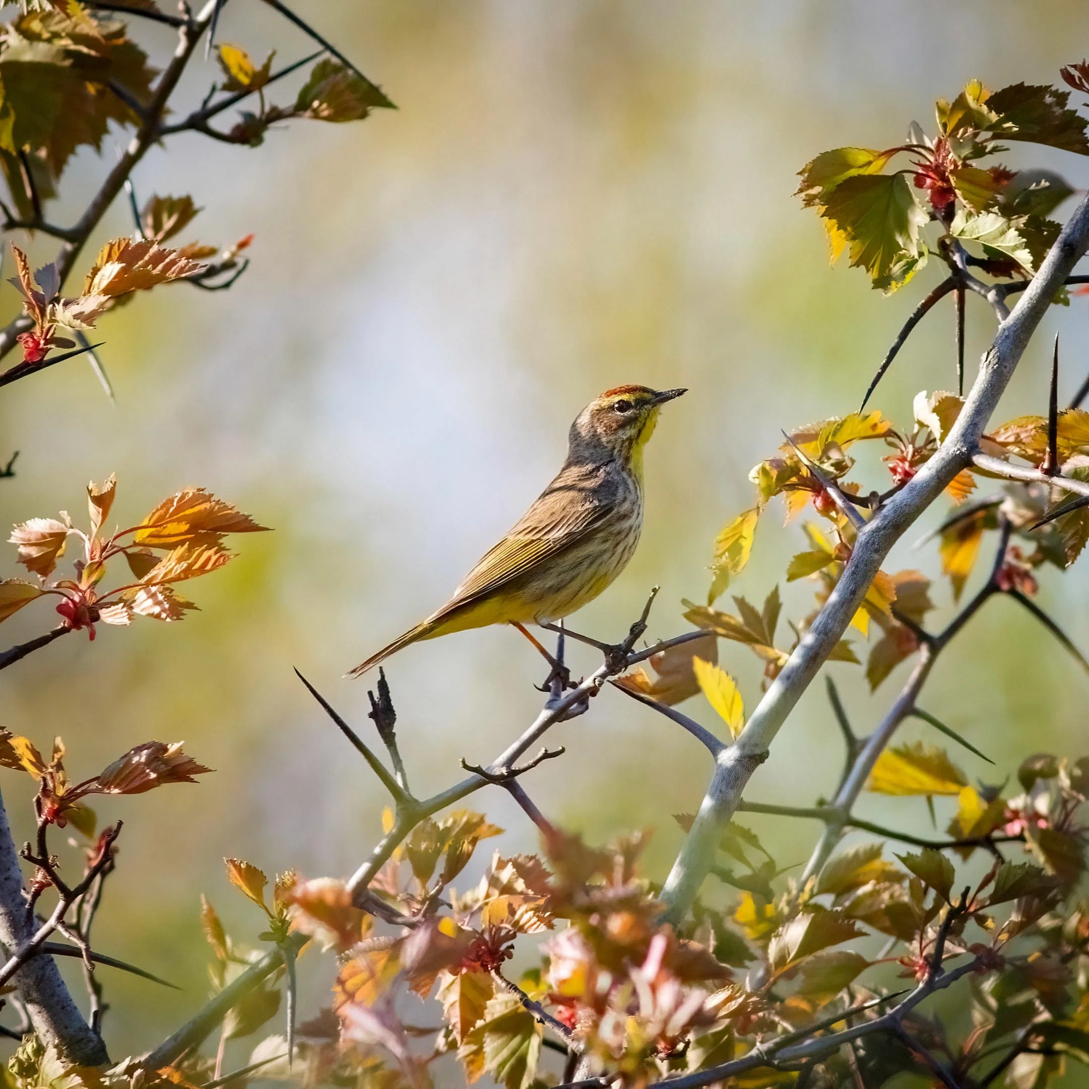 N | Palm Warbler In Spring | Mike Bergeon | Score: 13