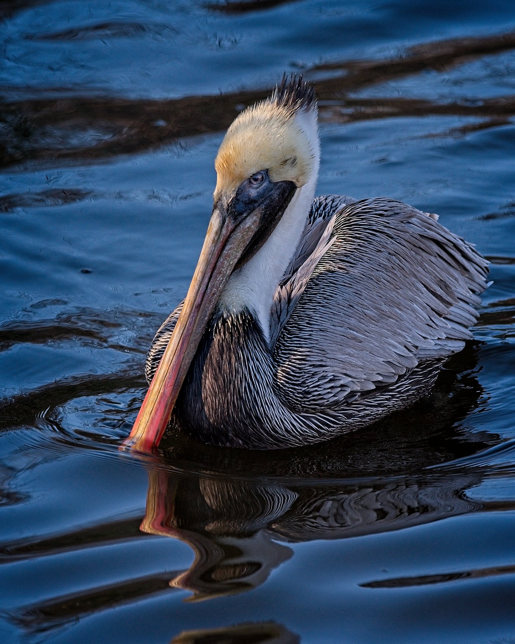 N | Brown Pelican | Michael Koole | Score: 21