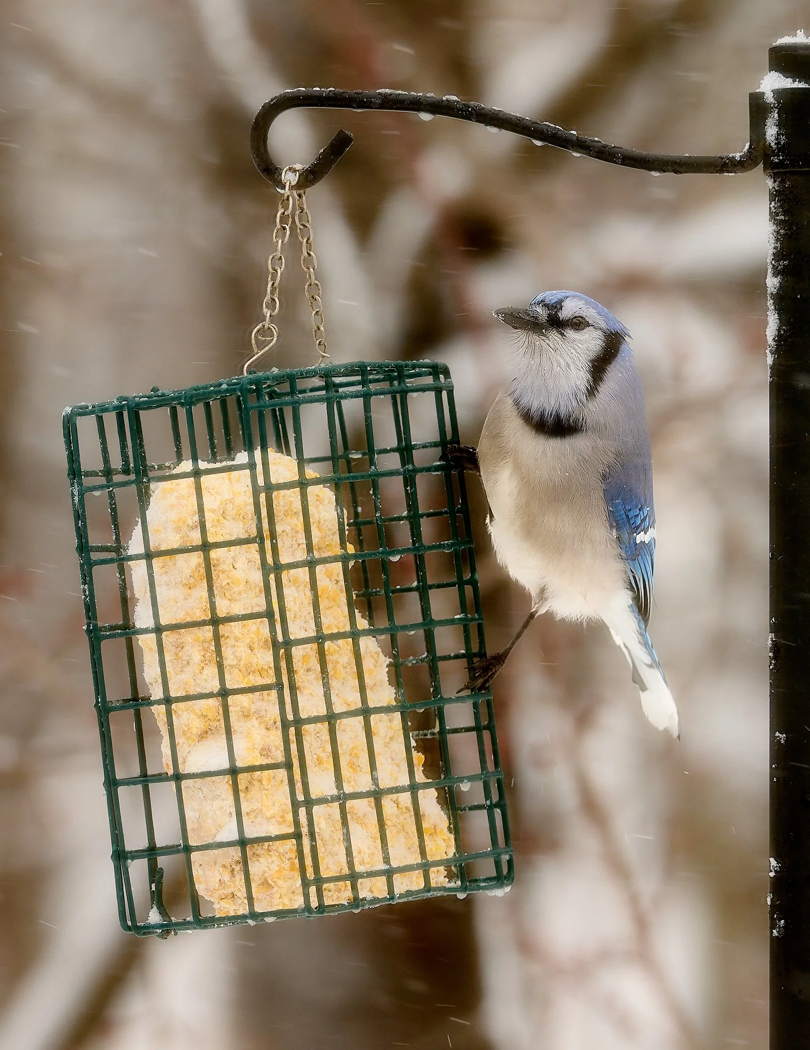 O | Winter Snack Stop | James Zeman | Score: 16