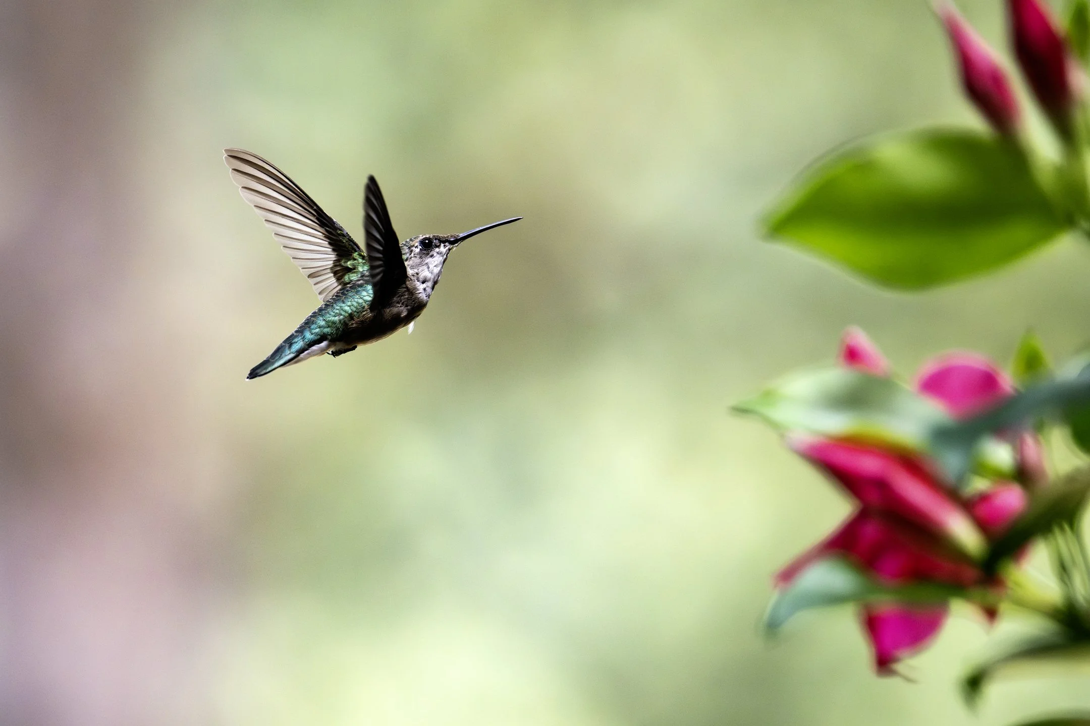 N | Ruby Throated Hummingbird | Mary Tyrrell | Score: 19