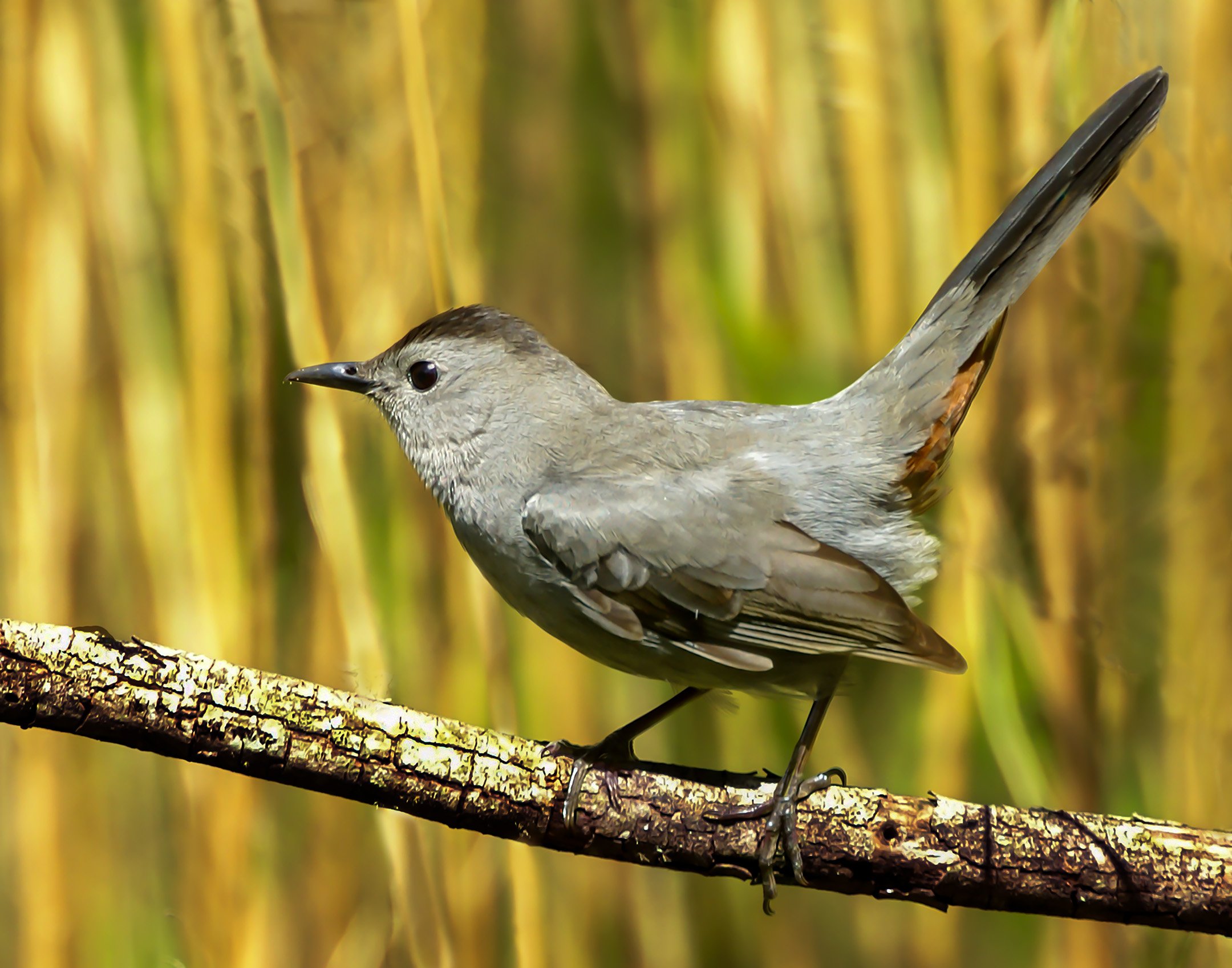 N | Grey Catbird | Della Landheer | Score: 13