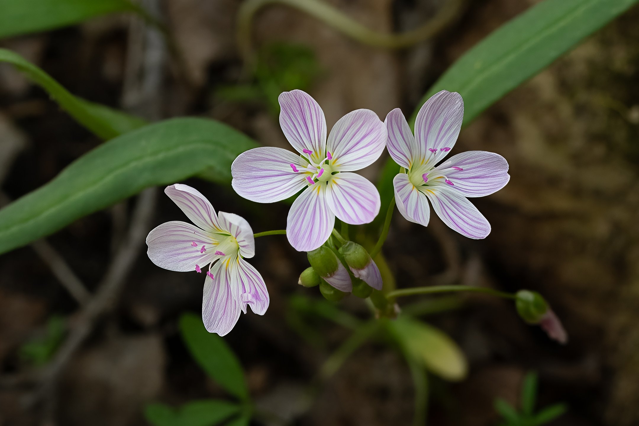 A | Spring Beauty | Ron DeHaan | Score: 20