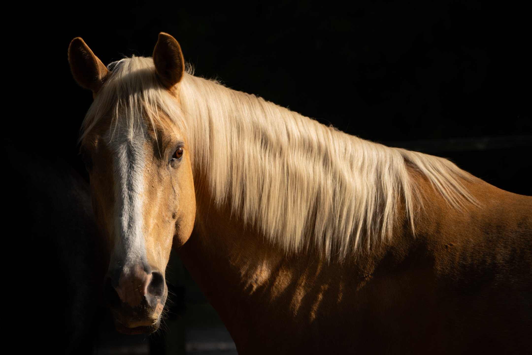 O | Equine Glow | Joe Mancy | Score: 13