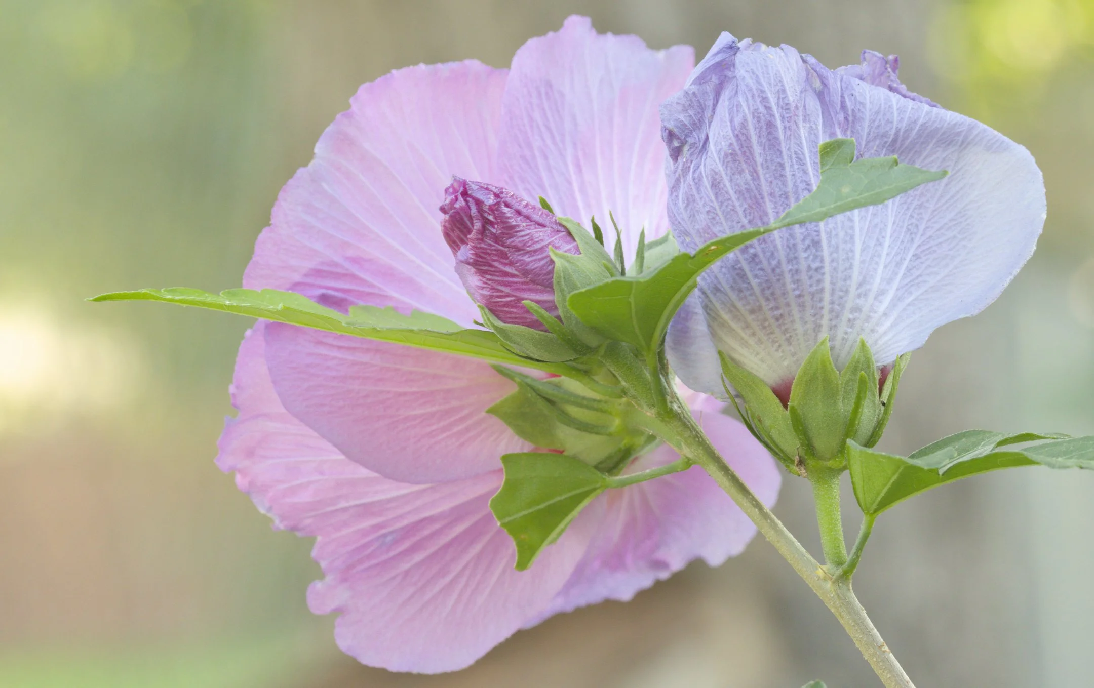 A | Pretty Flower | Virginia McClellan | Score: 16