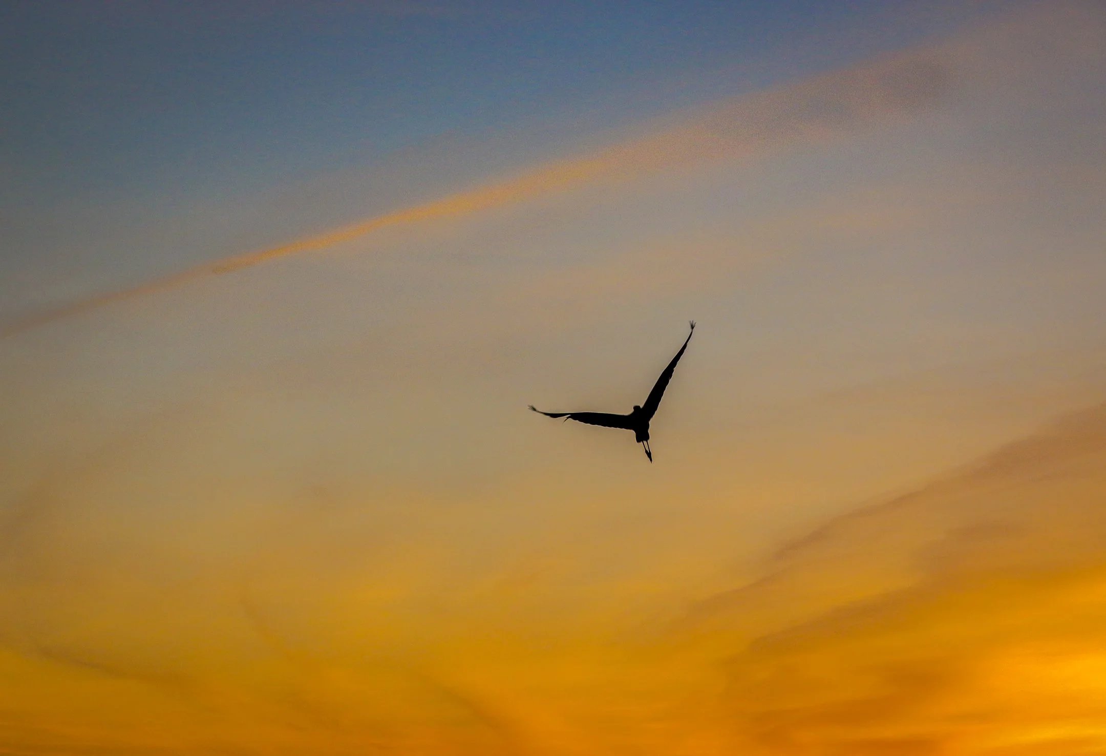 A | Solo Flight | Jeanne Quillan | Score: 17