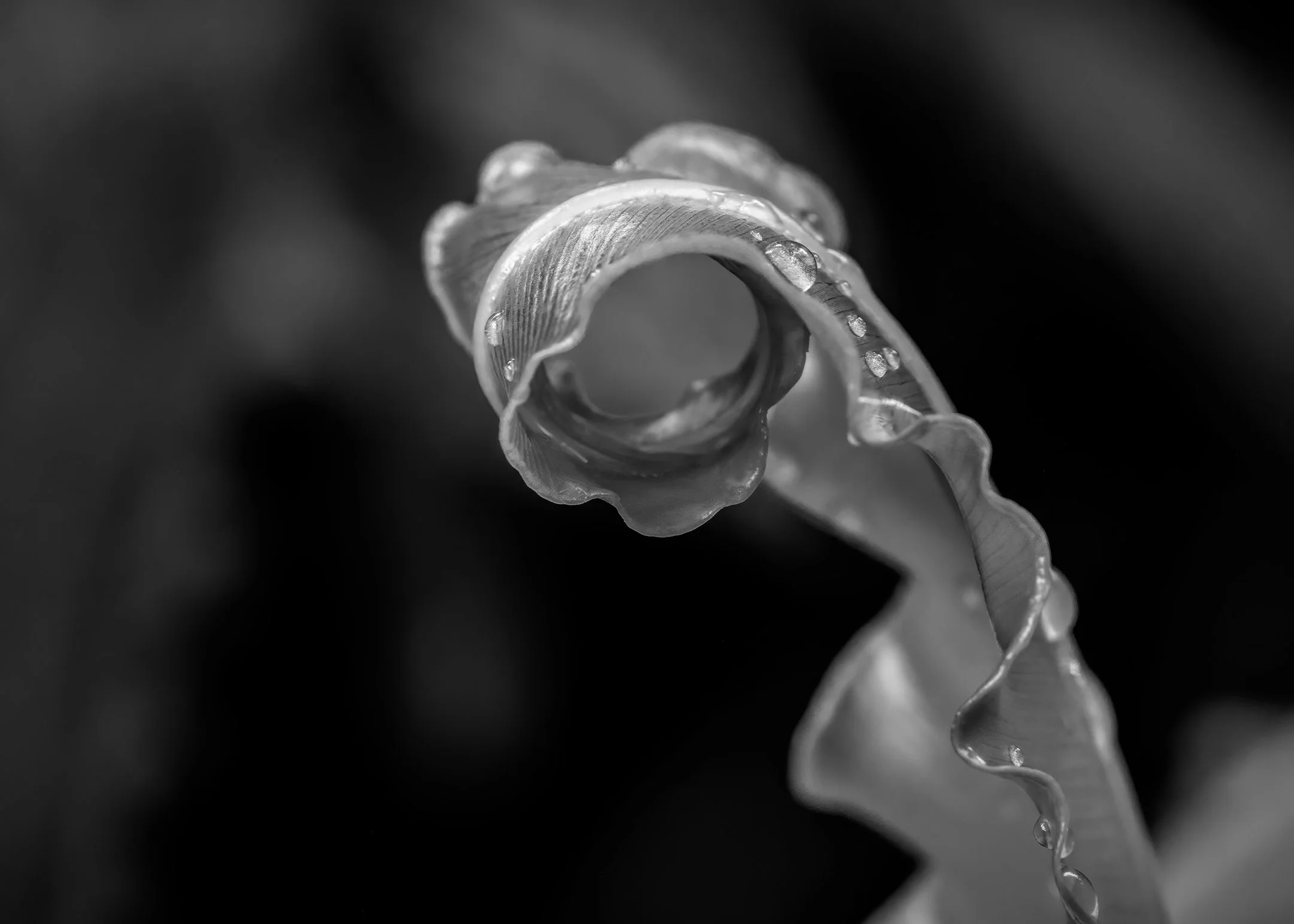 M | Unfurling Leaf | Diane Charvat | Score: 10